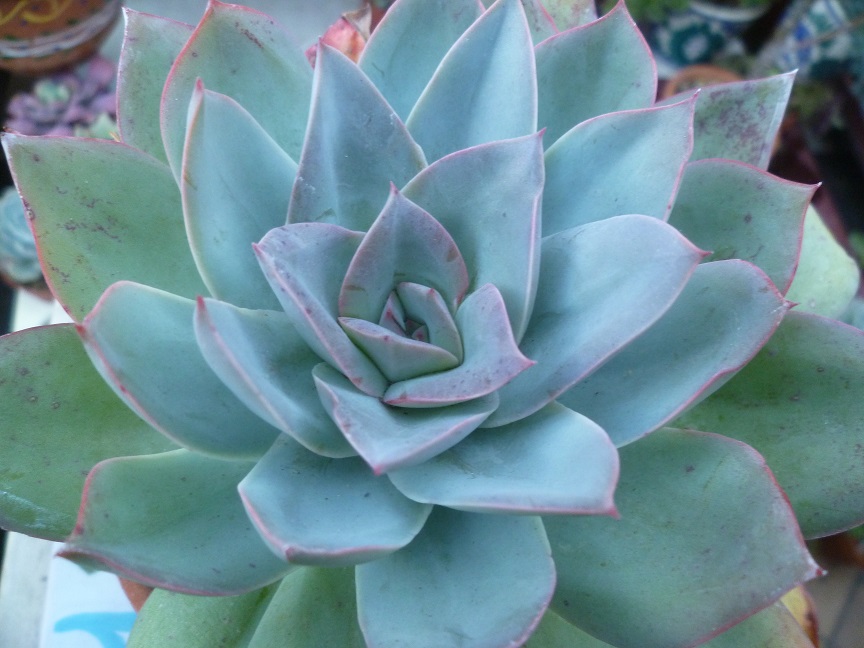 Echeveria Cansu.JPG
