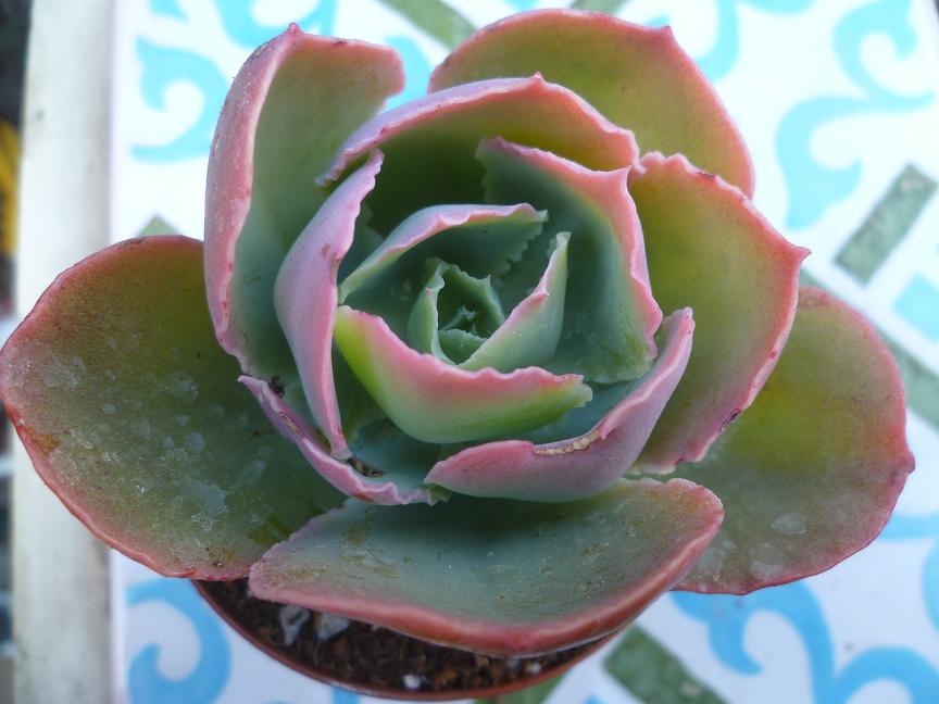 Echeveria cumbre Sierra Juarez.JPG