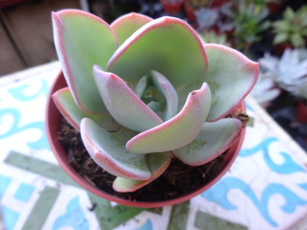 Echeveria Hakuhou.JPG