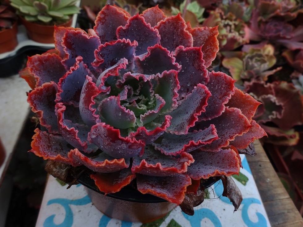 Echeveria Neon Breakers.JPG