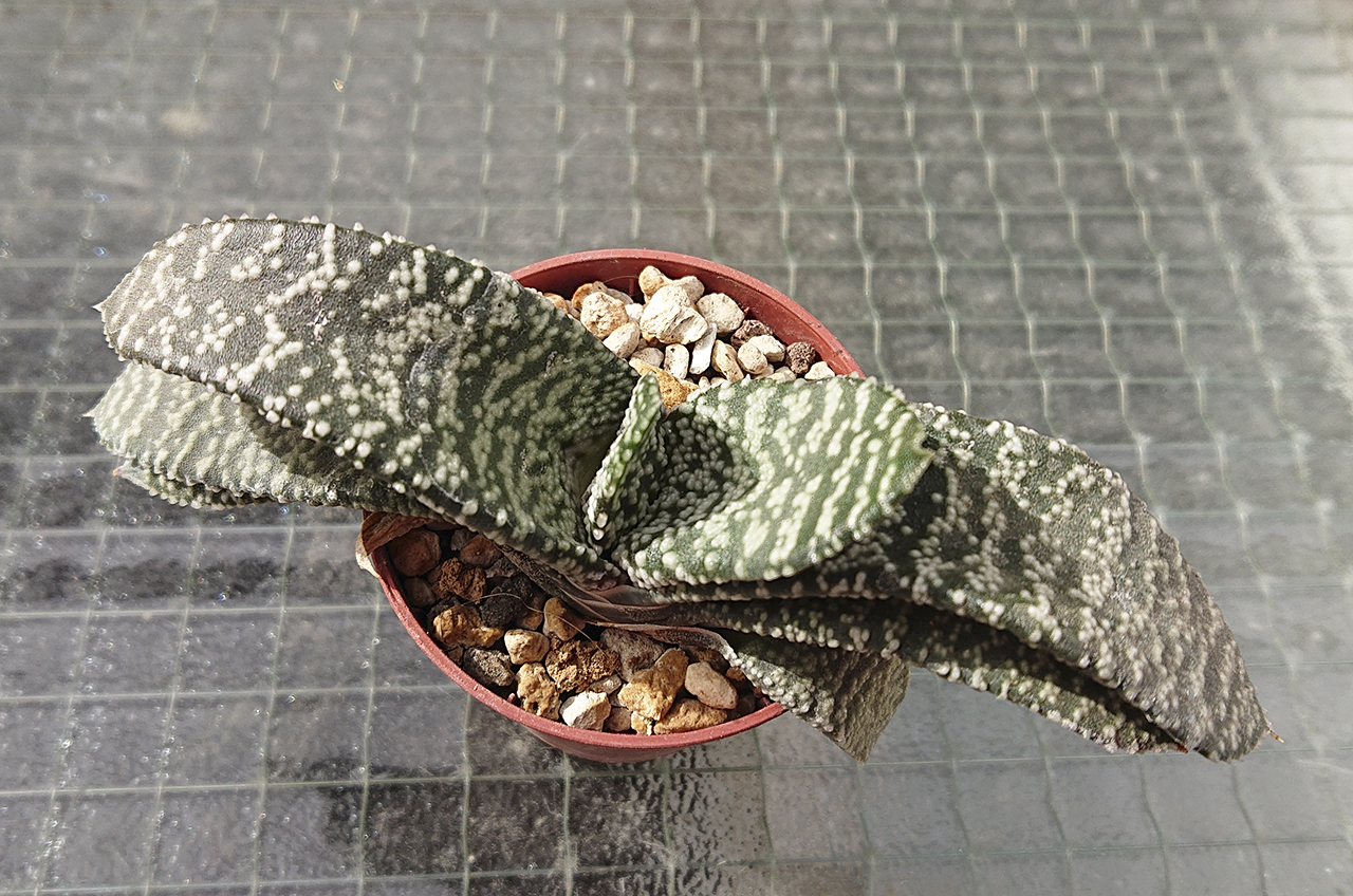 Gasteria sp1 2023-02-19.JPG