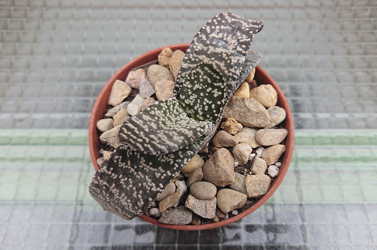 Gasteria sp1 2023-05-27.JPG