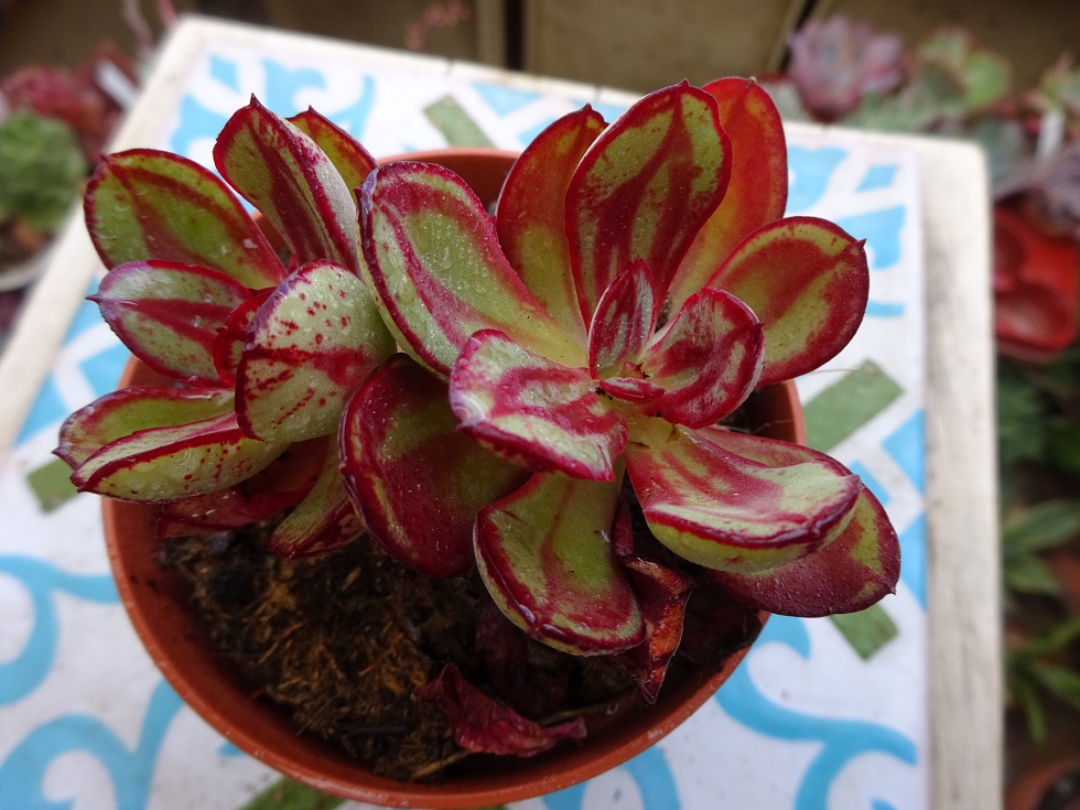 Echeveria nodulosa.JPG