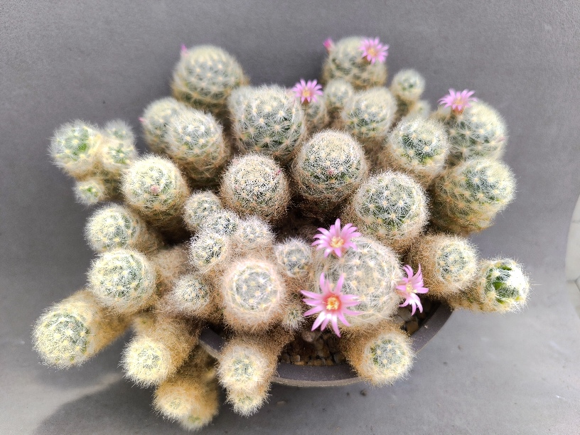 Mammillaria laui v dasyacantha