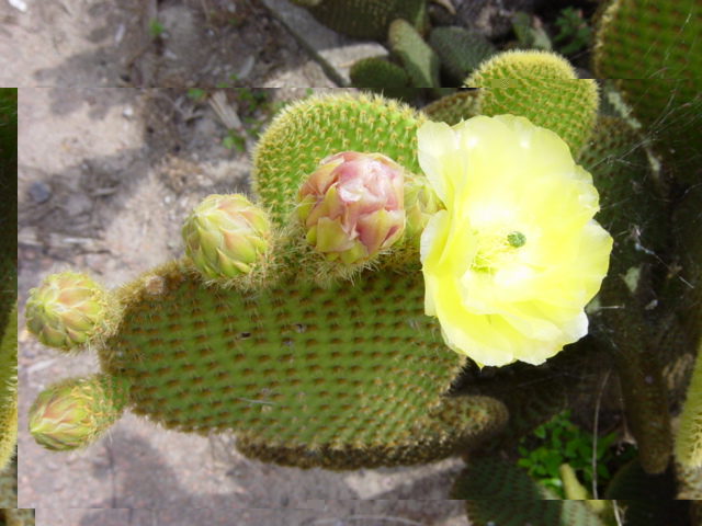 DSC04159-1Opuntia microdasis.JPG