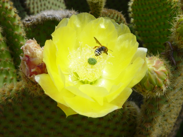 DSC04160-1Opuntia microdasis.JPG