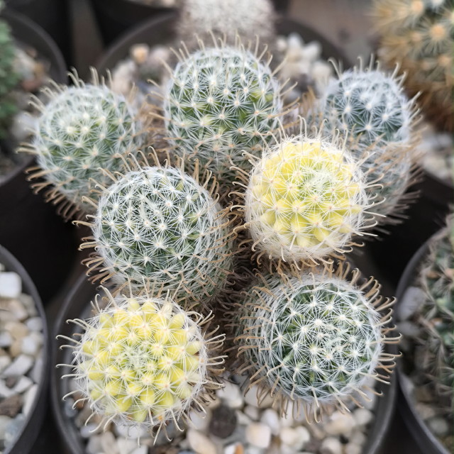 Mammillaria tezontle
