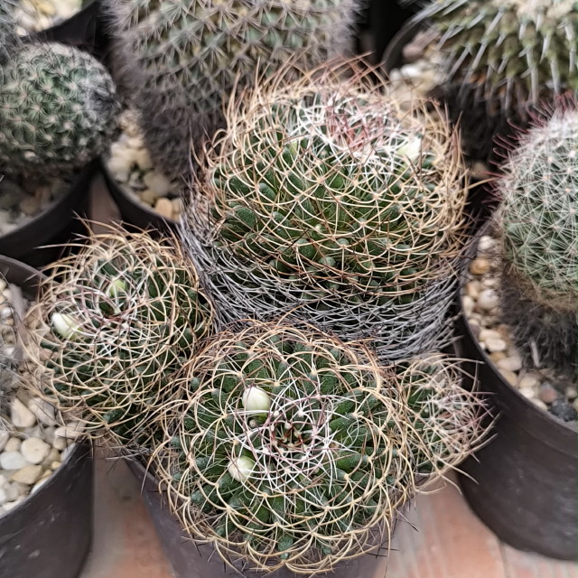 Mammillaria decipiens ssp albescens
