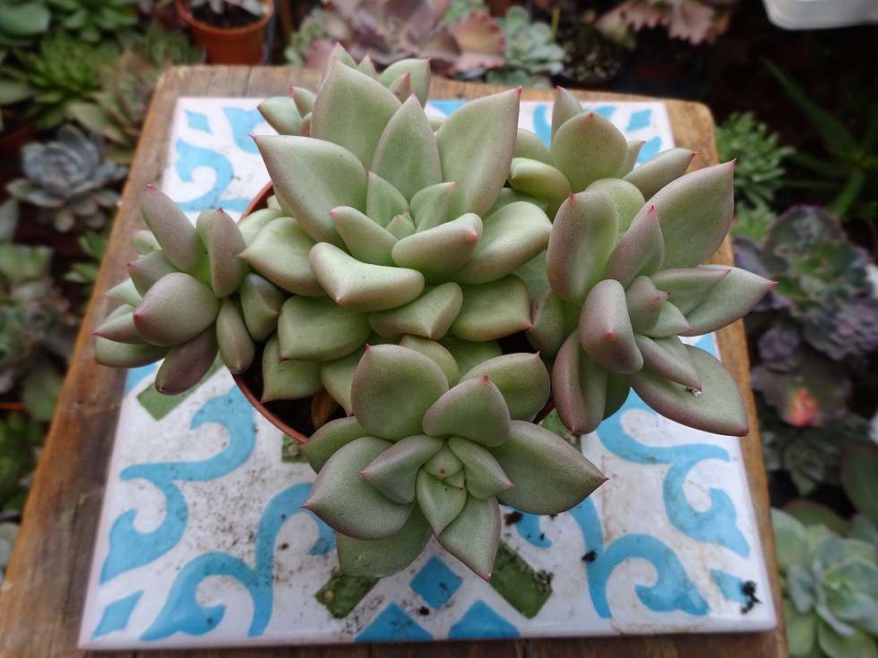 Echeveria J.C Van Keppel.JPG