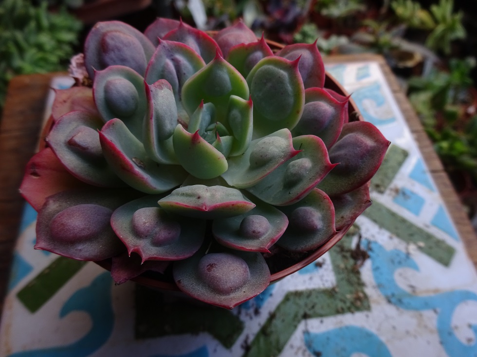 Echeveria Parva x Rain Drops.JPG