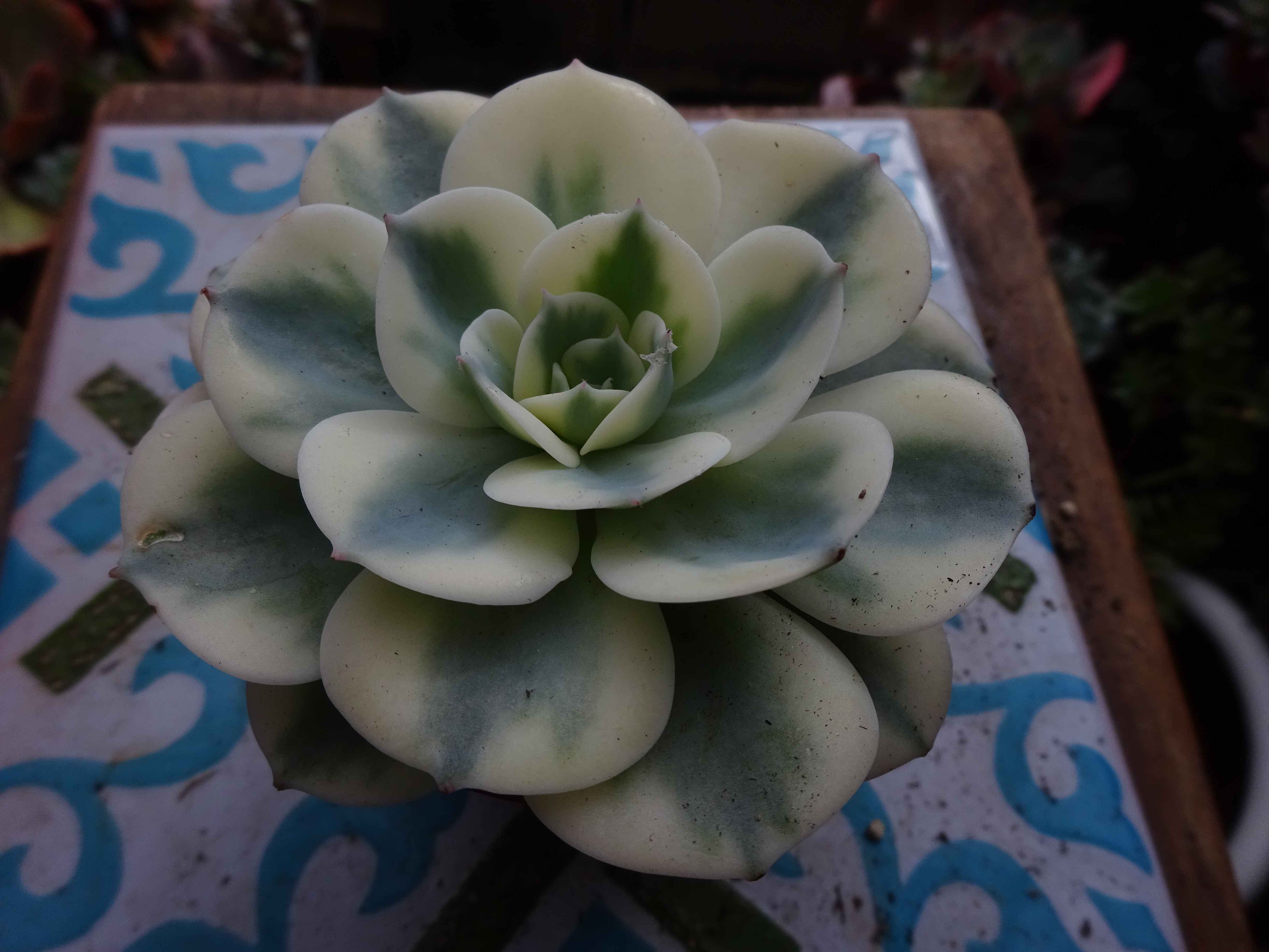 Echeveria Compton Carousel.JPG