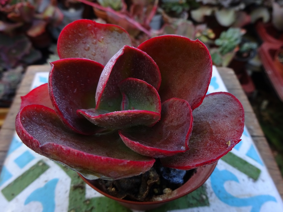 Echeveria Big Red.JPG