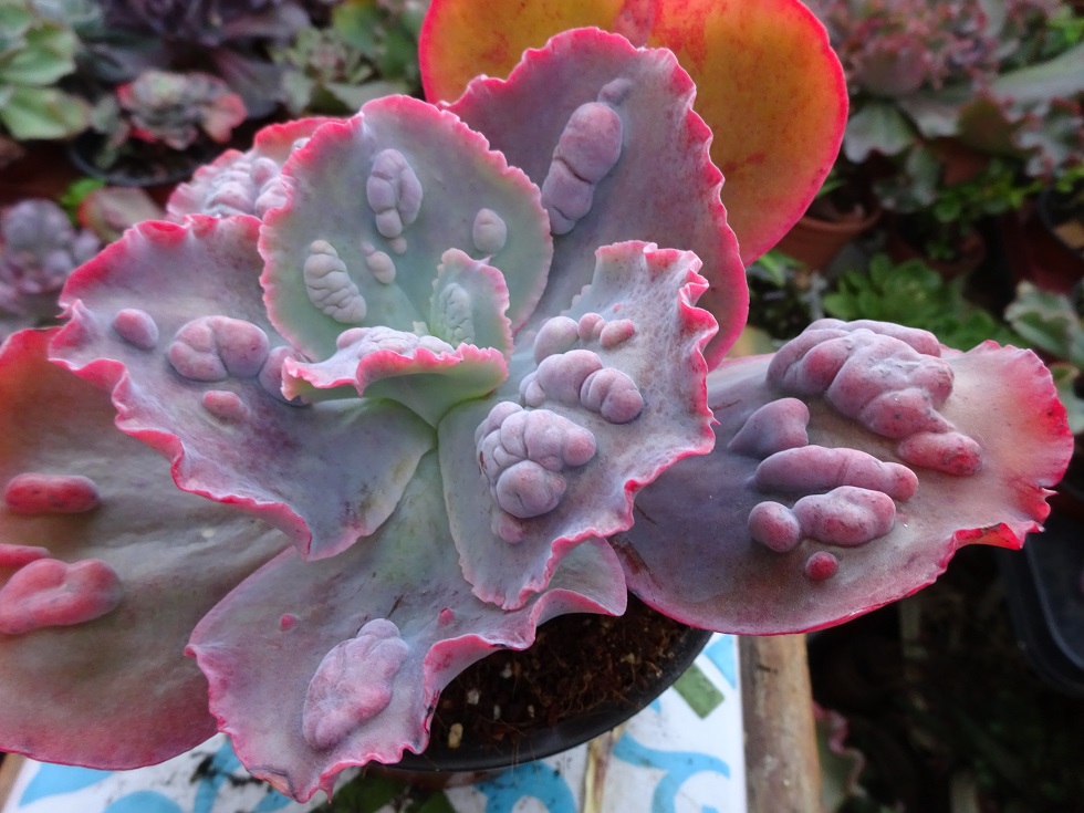 Echeveria Baccarus.JPG