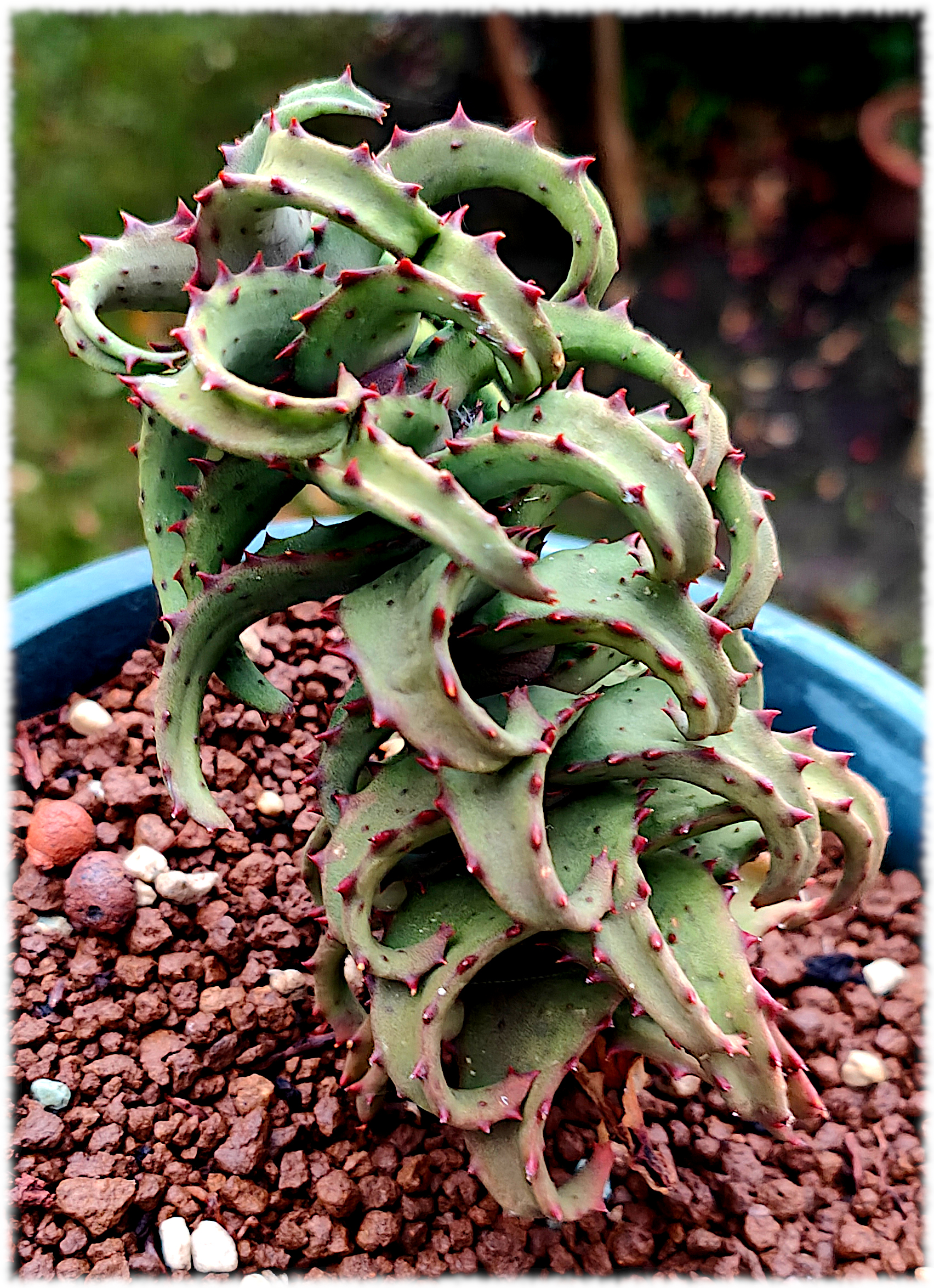 Aloe castilloniae