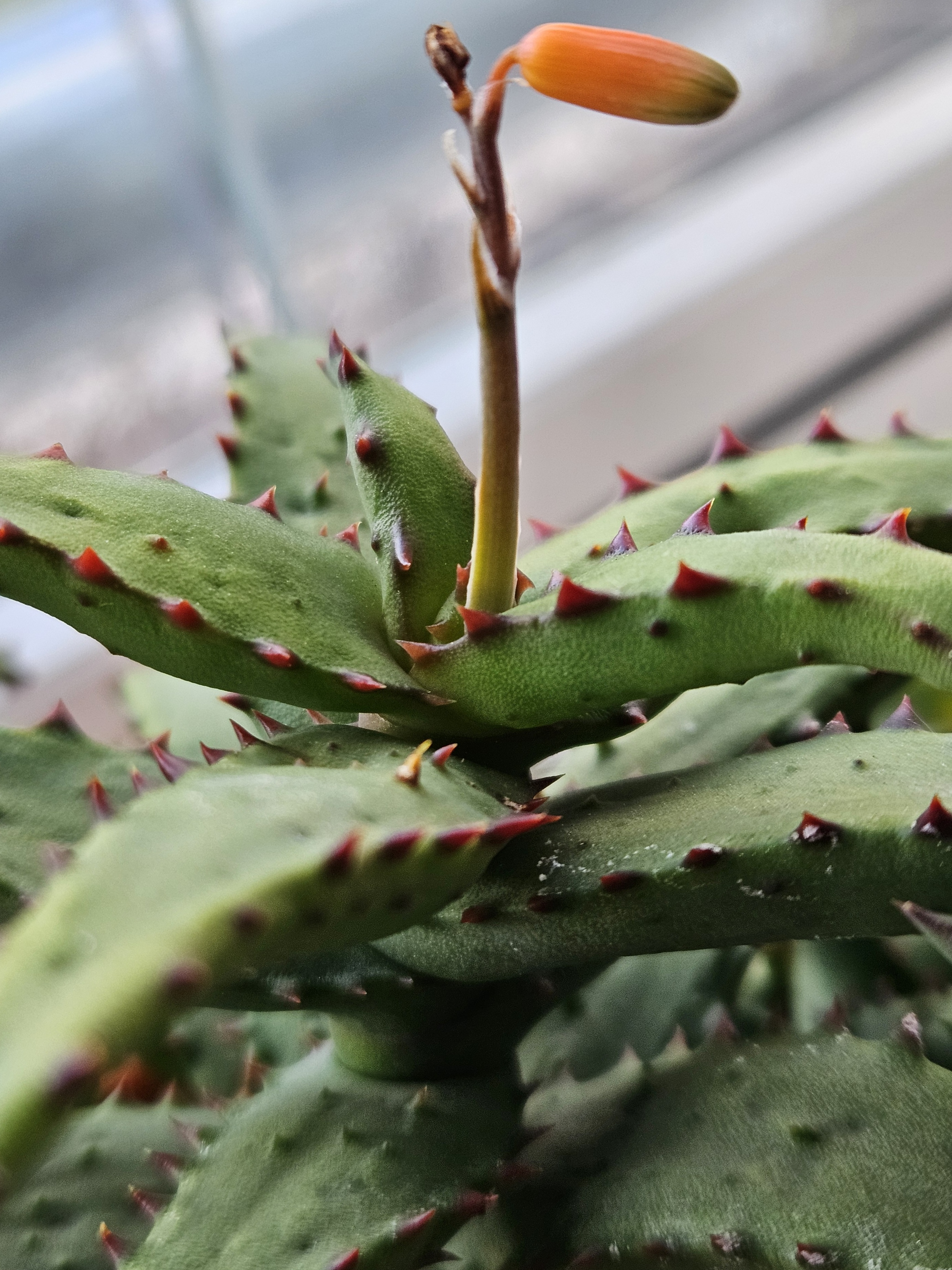 AloeCastilloniae.jpg