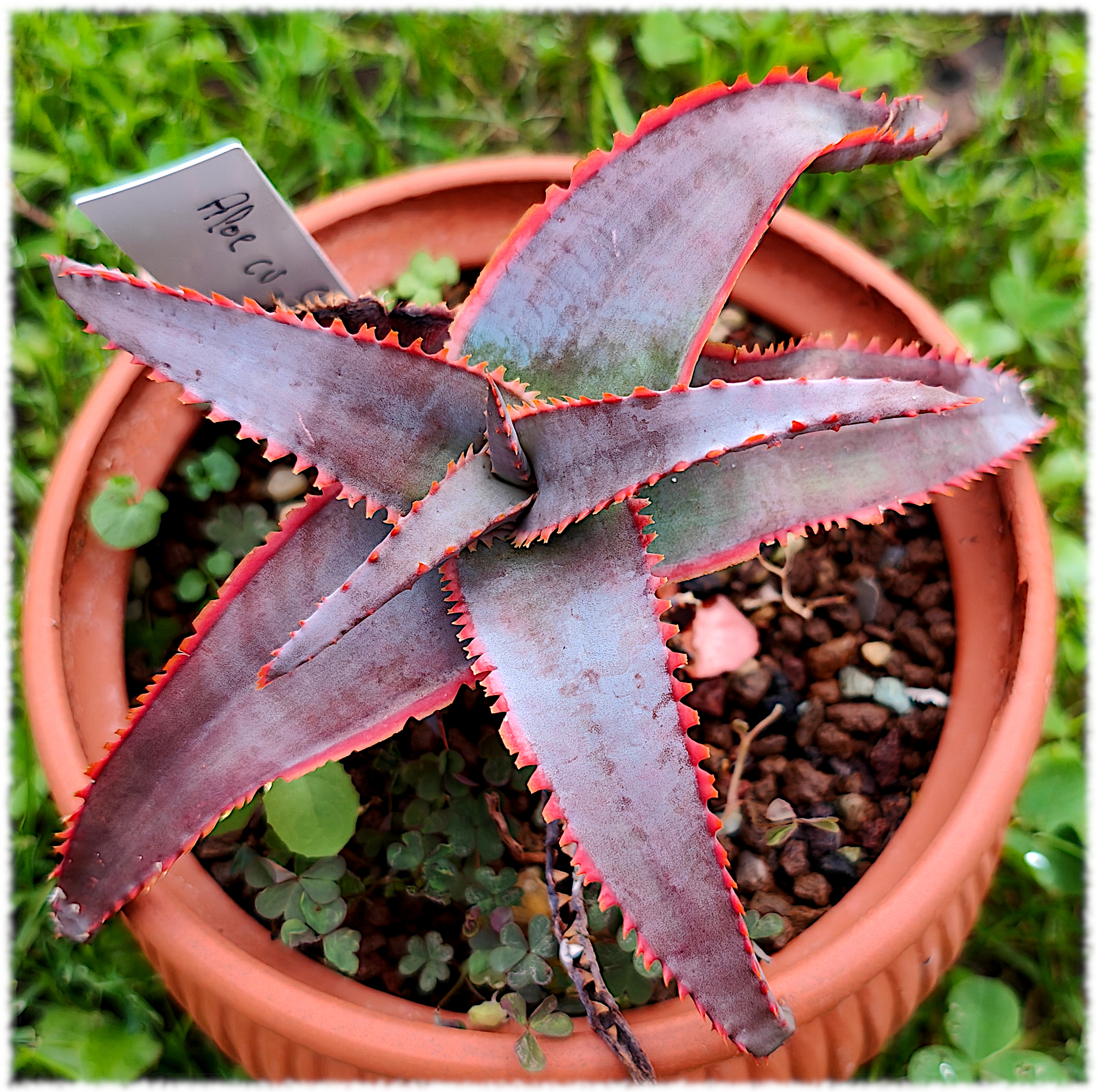 Aloe Sean Red