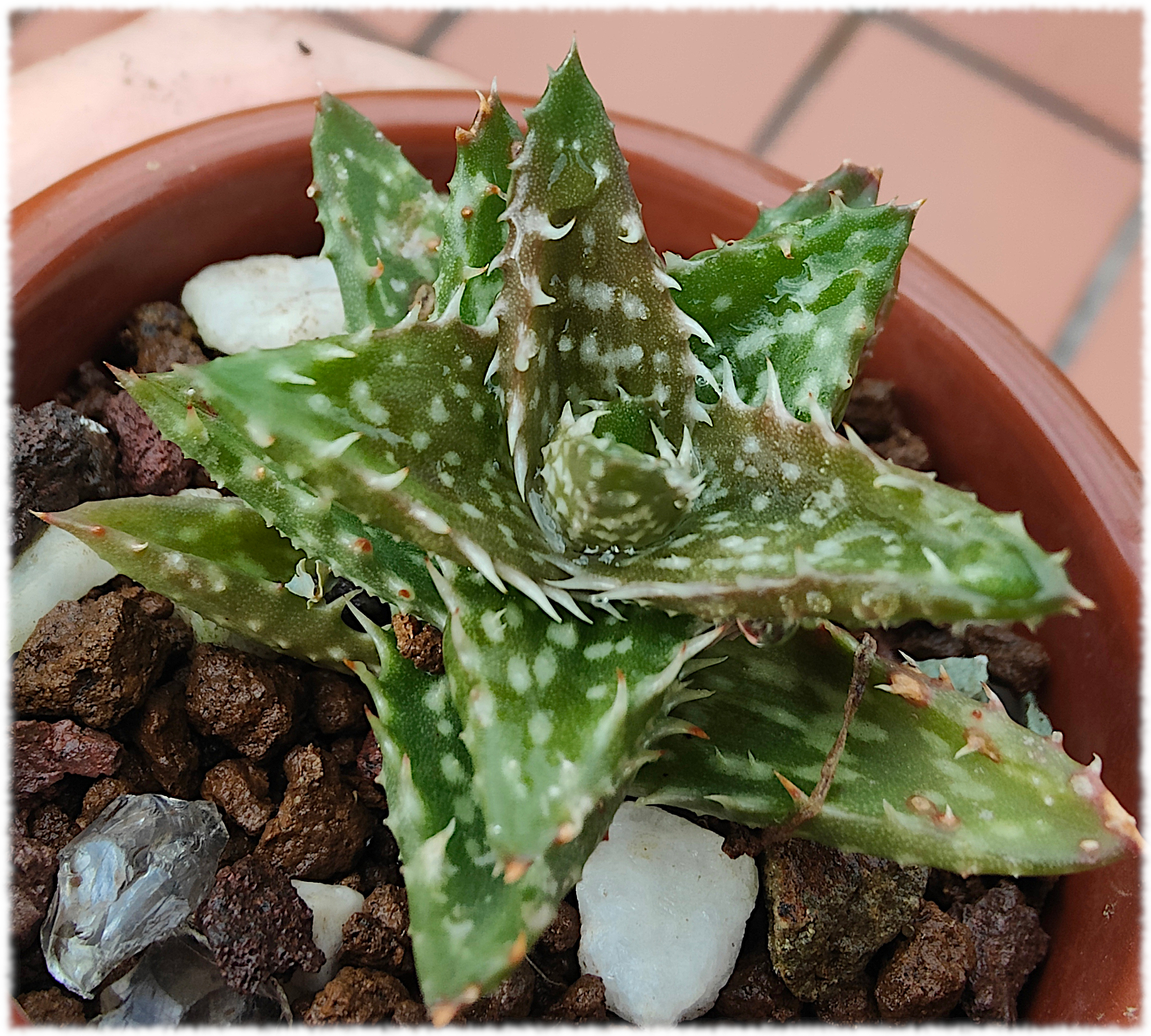 Aloe juvenna