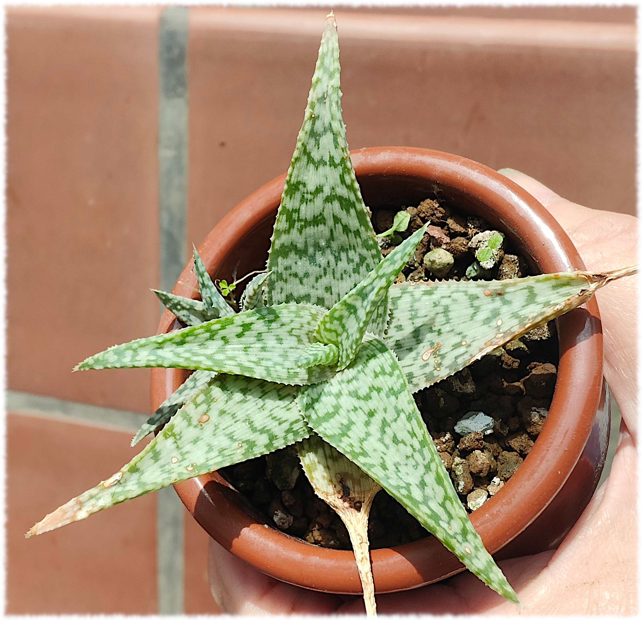 Aloe White Fox?