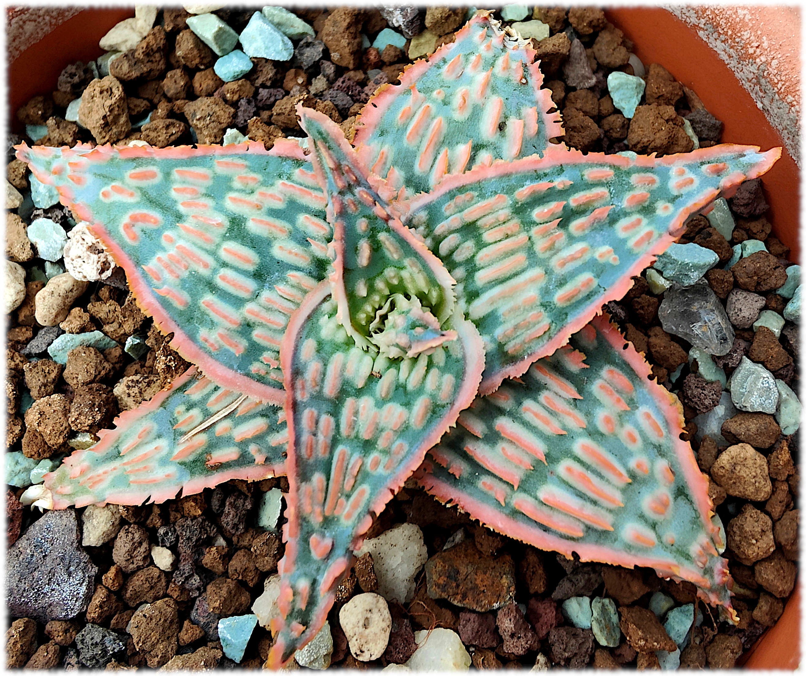 Aloe Leo