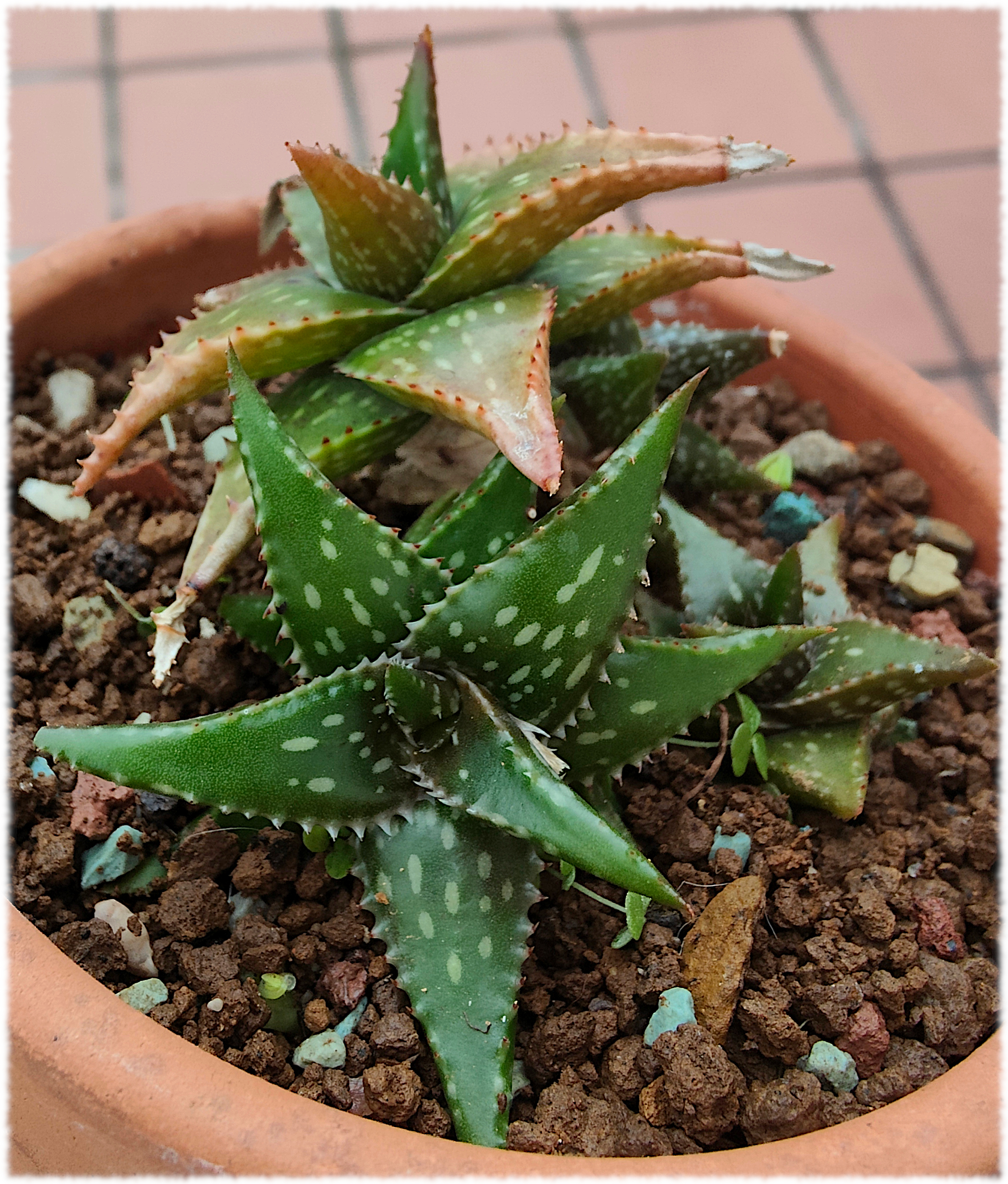 Aloe jucunda