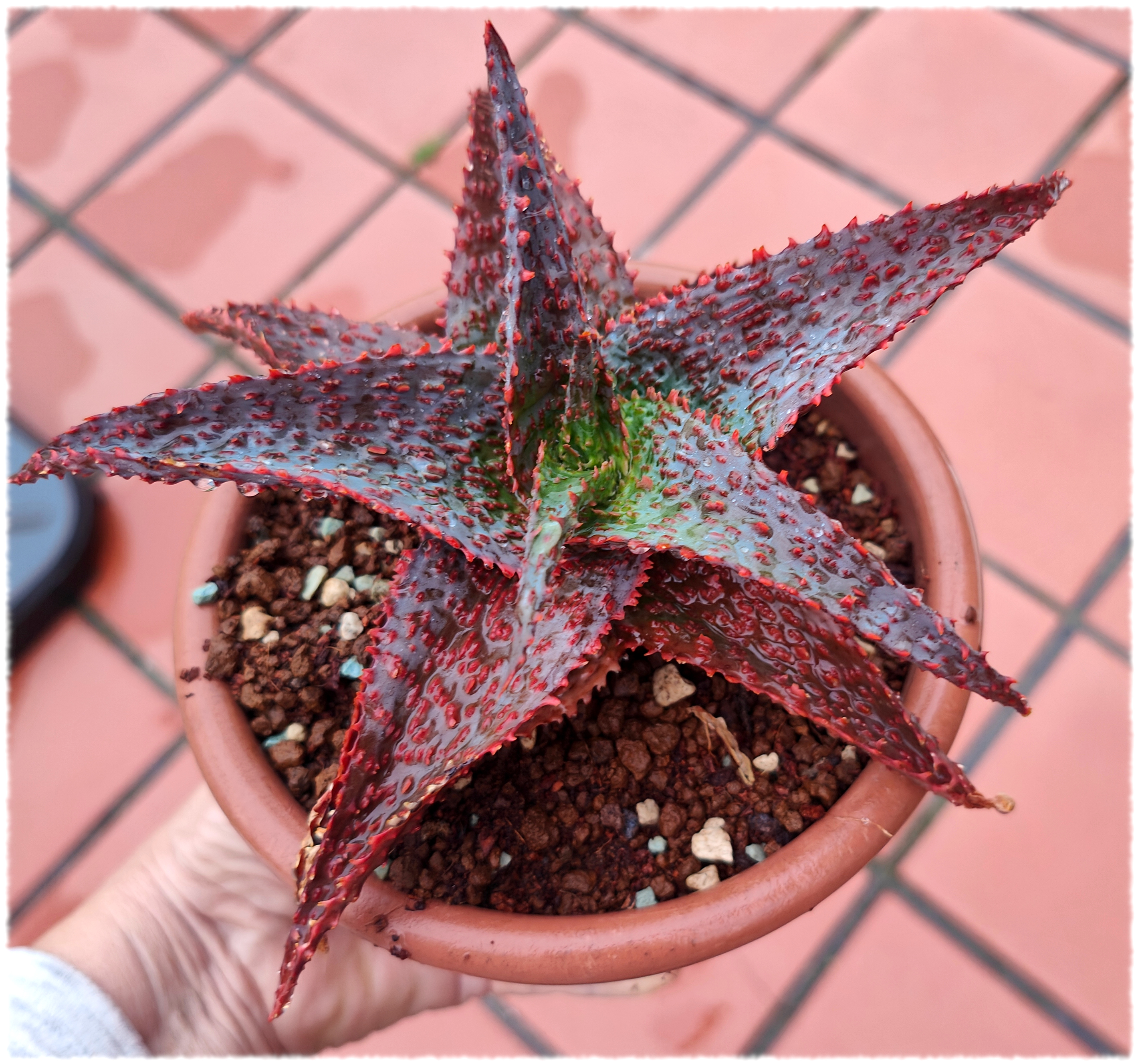 Aloe Lavender Star