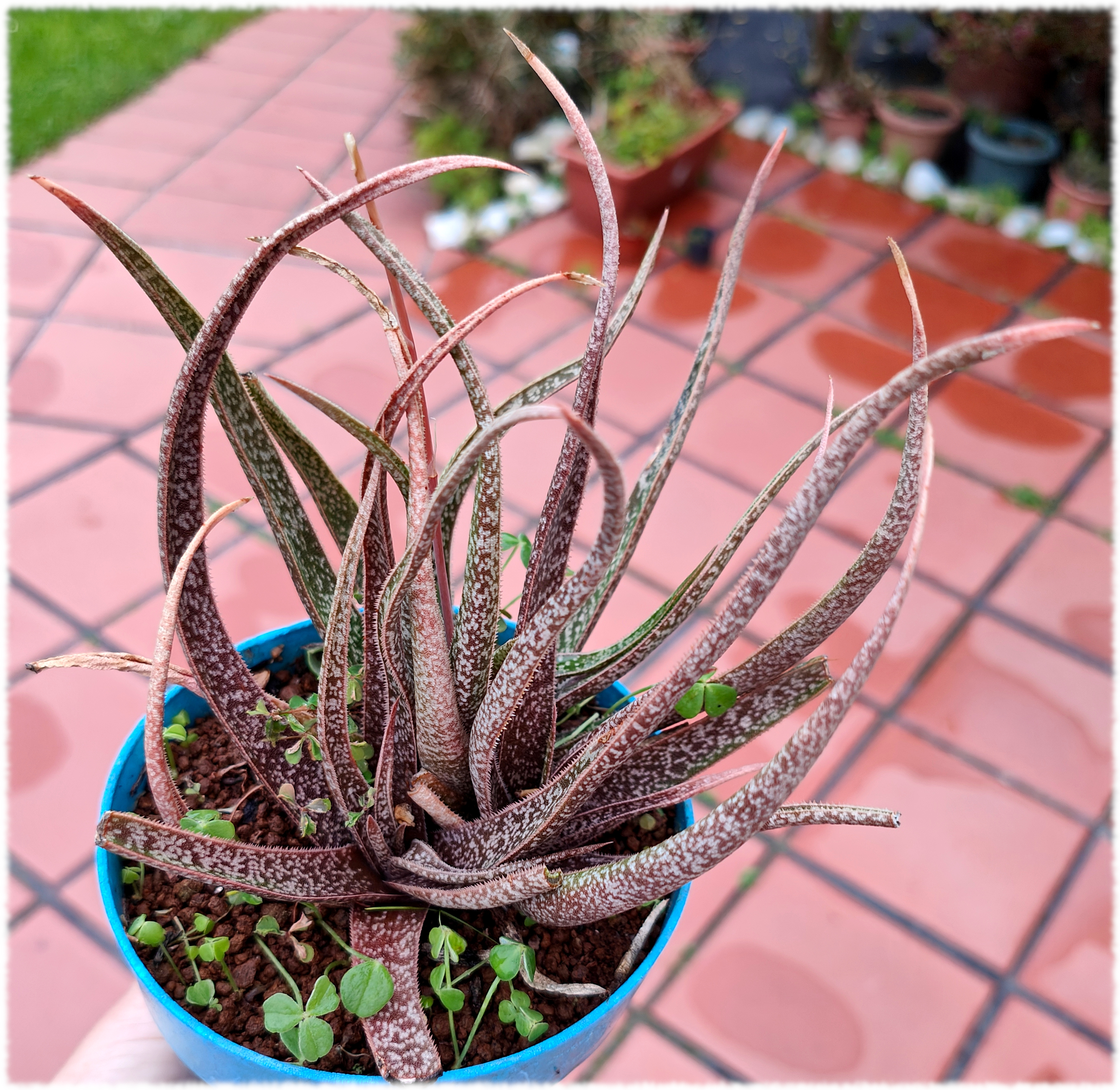 Aloe albiflora