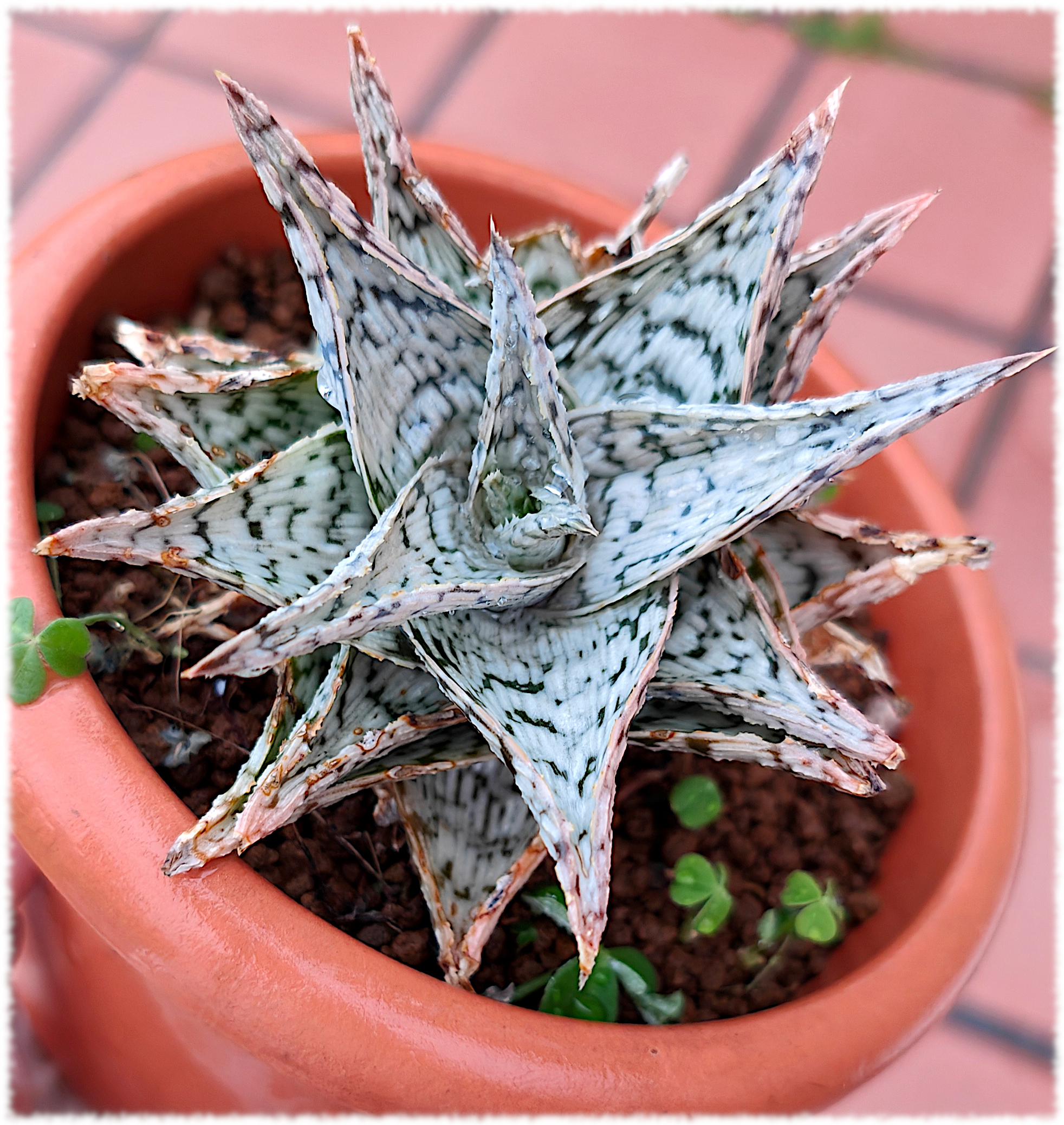Aloe Delta Light