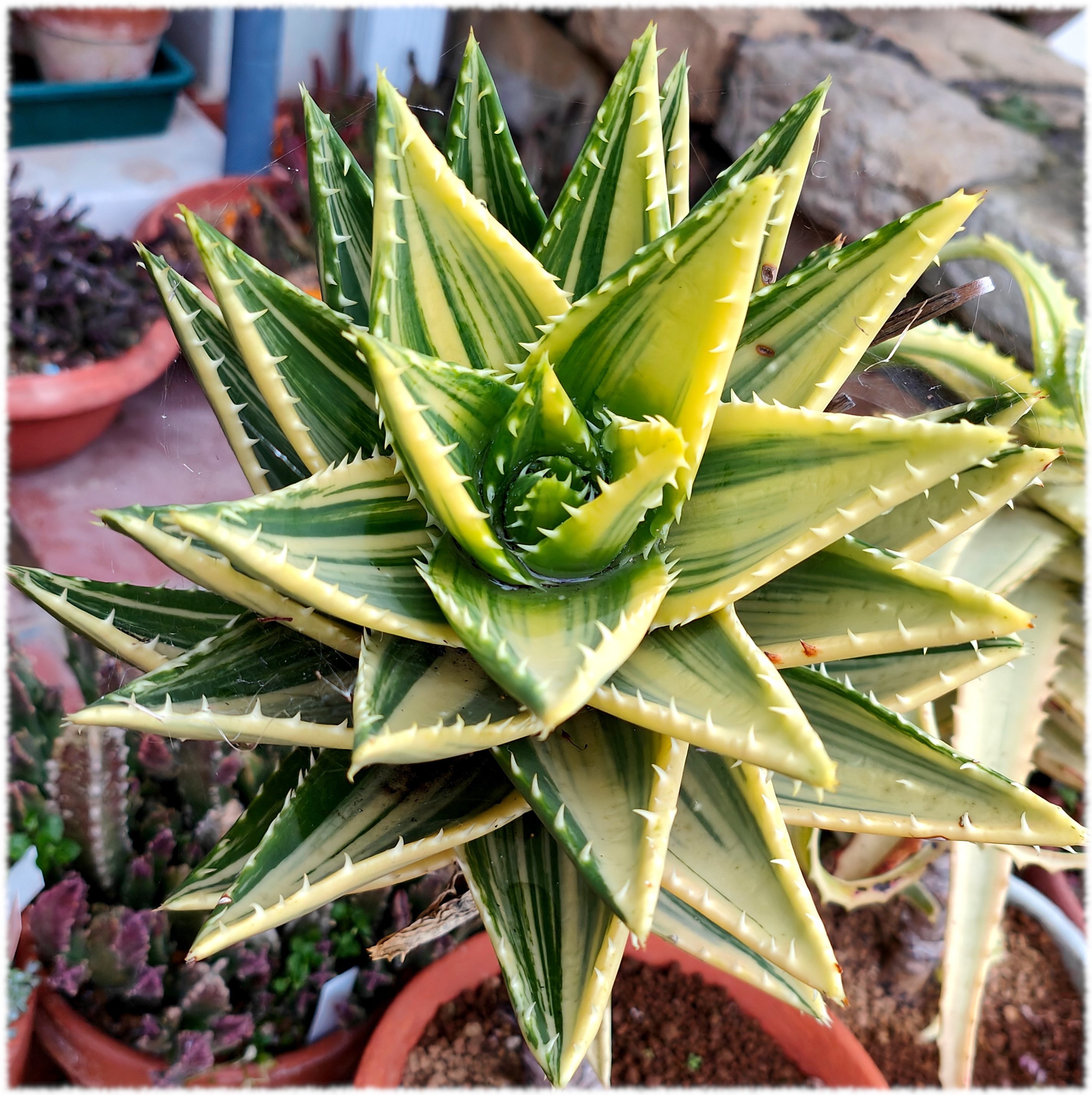 Aloe mitriformis  variegado