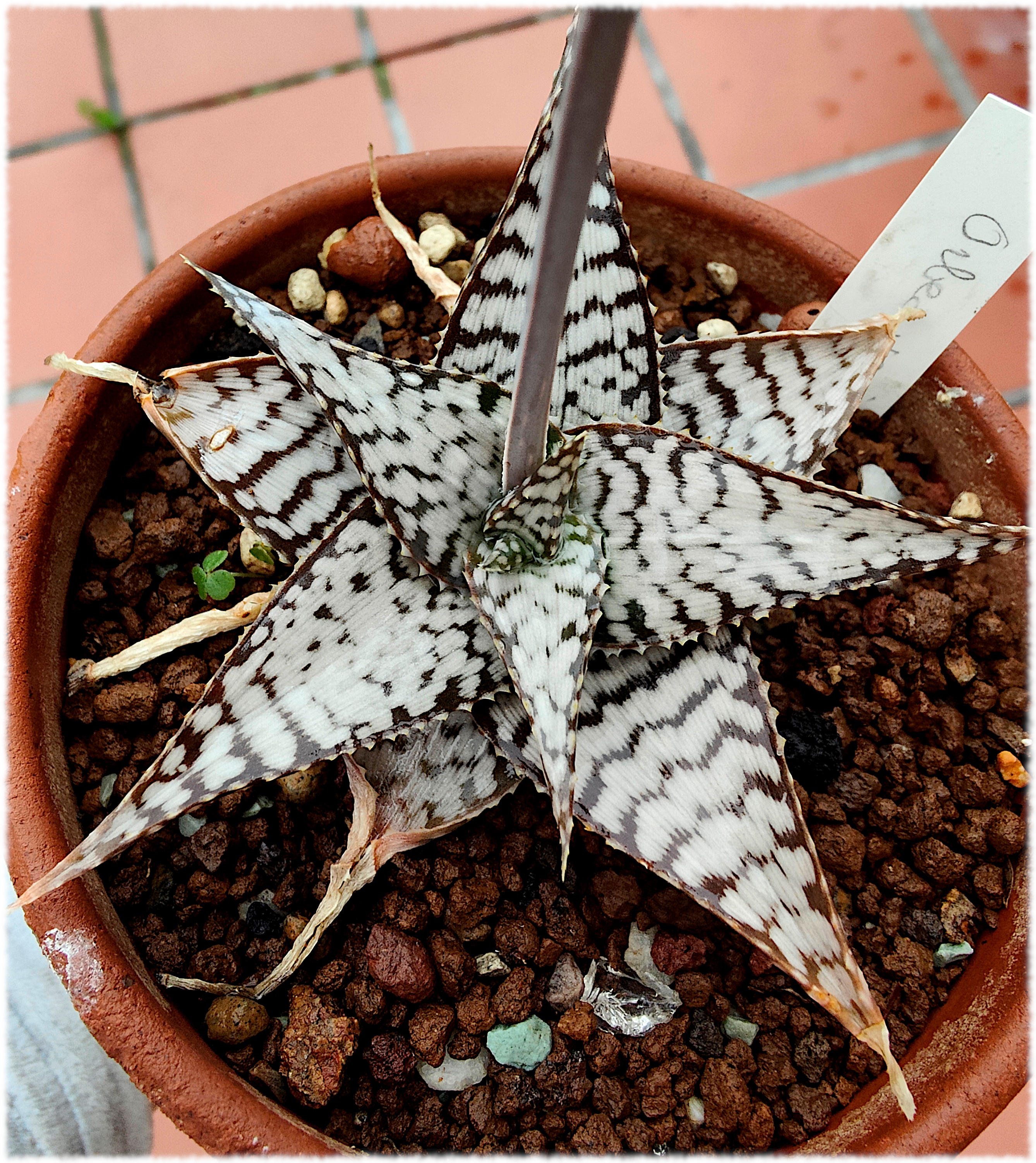 Aloe Candy Cane