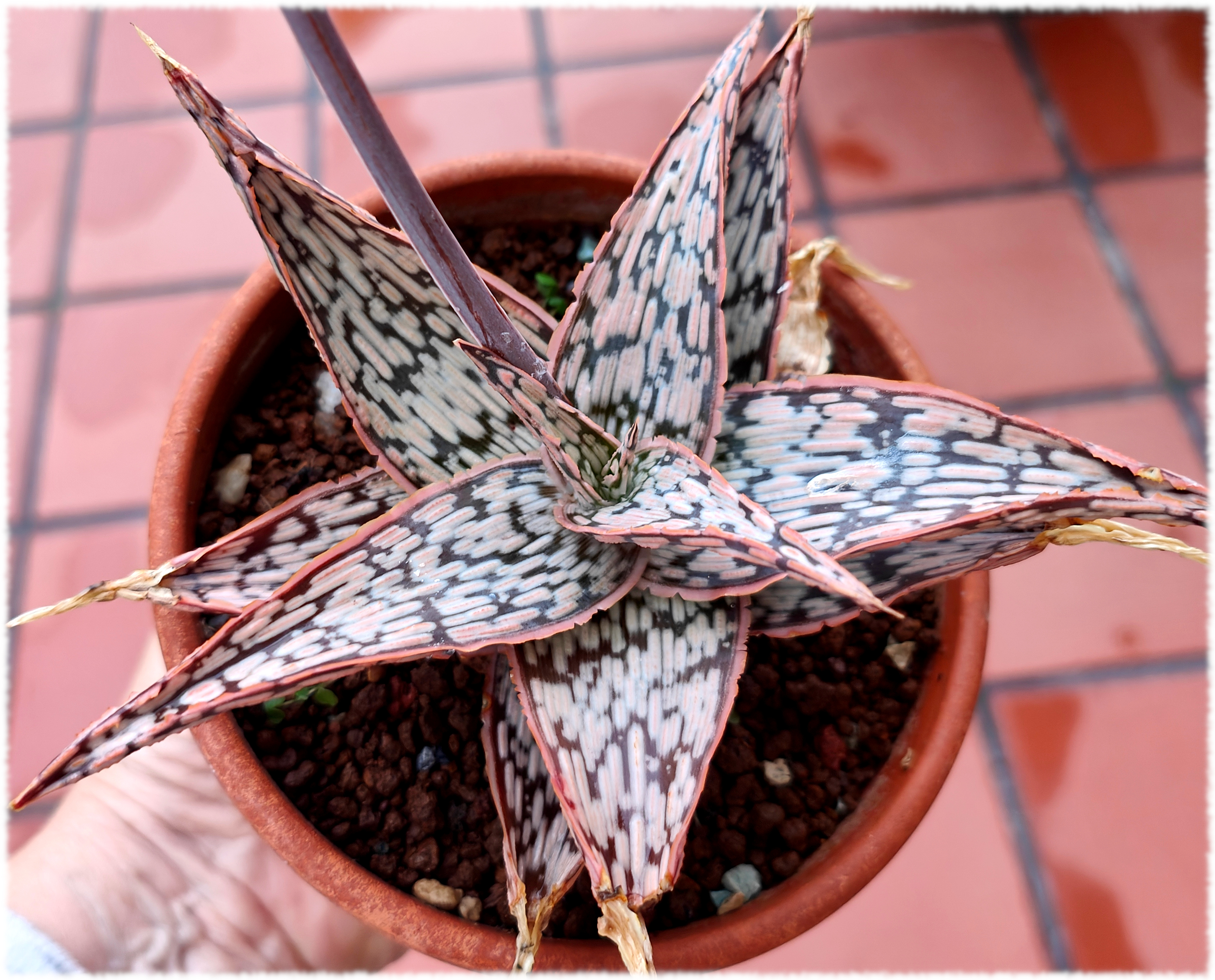 Aloe Pink Blush x Aloe Blue Fang