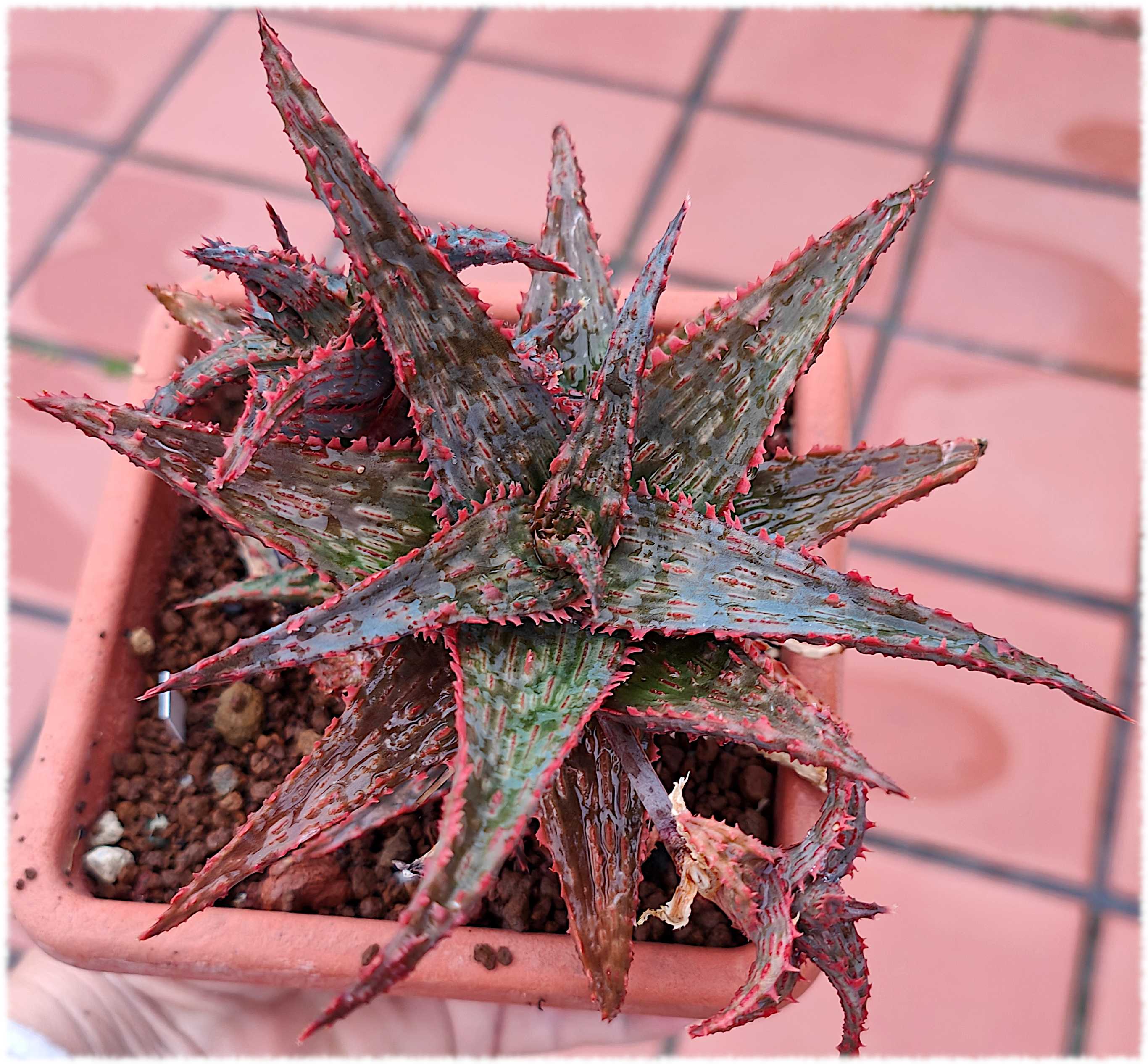 Aloe Spike
