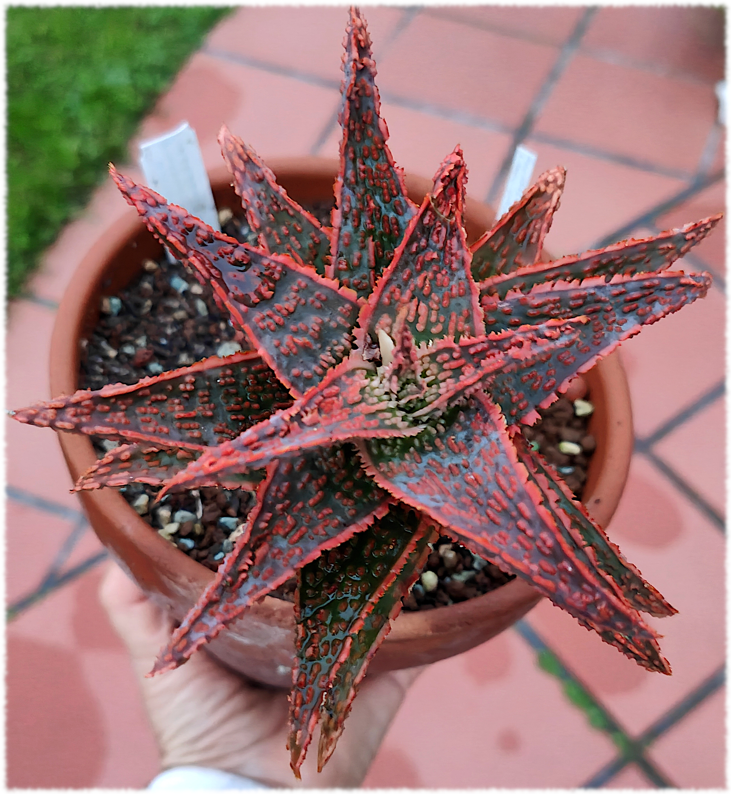 Aloe Debra Zinmerman