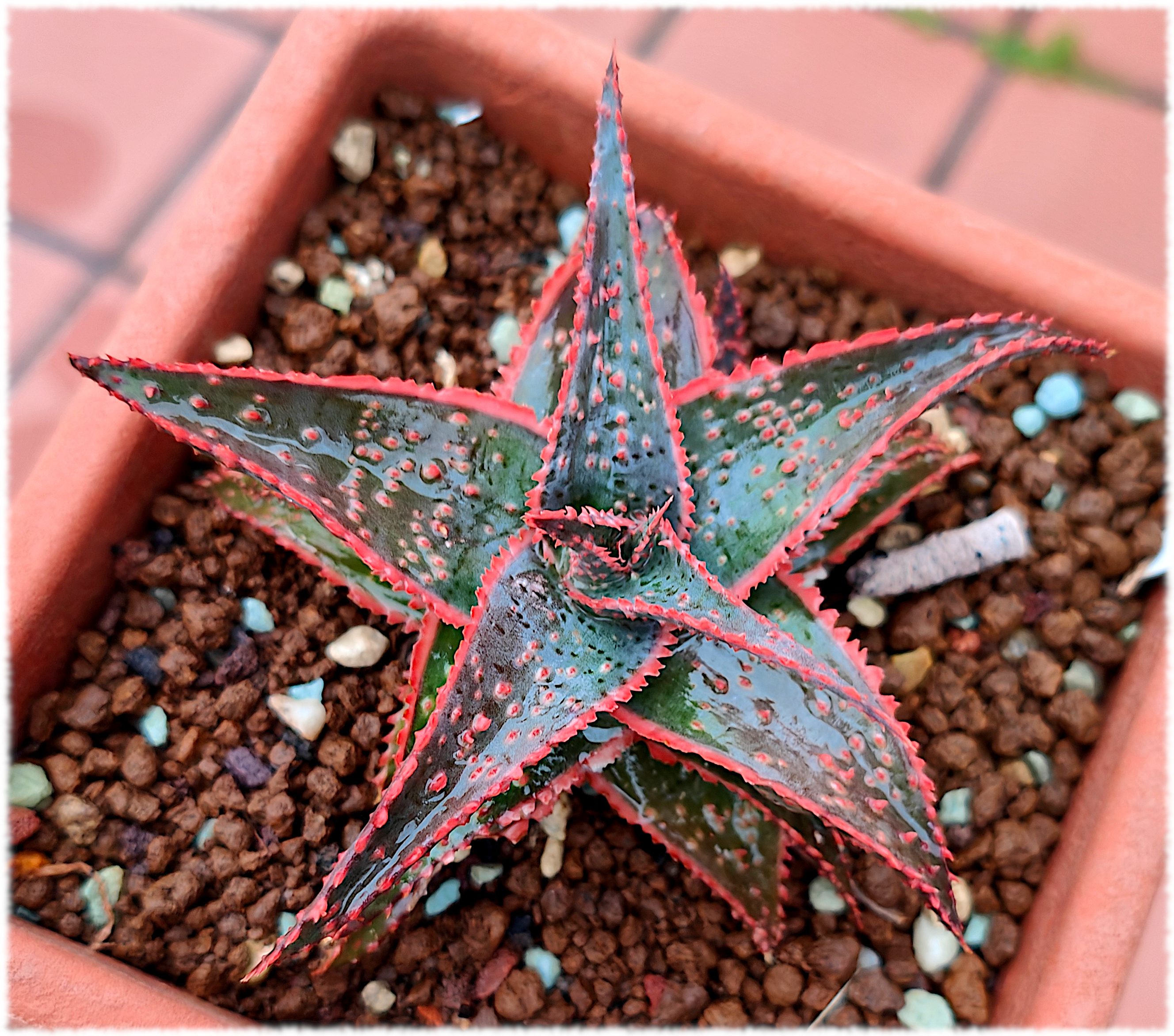 Aloe Christmas Carol
