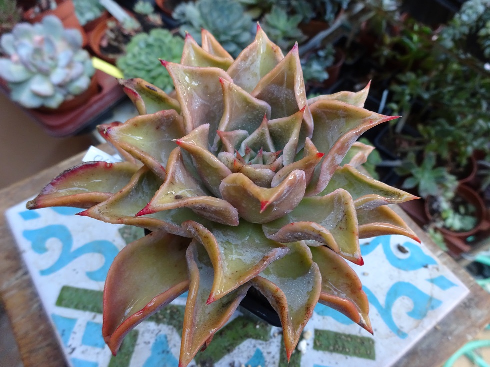 Echeveria Madiba.JPG