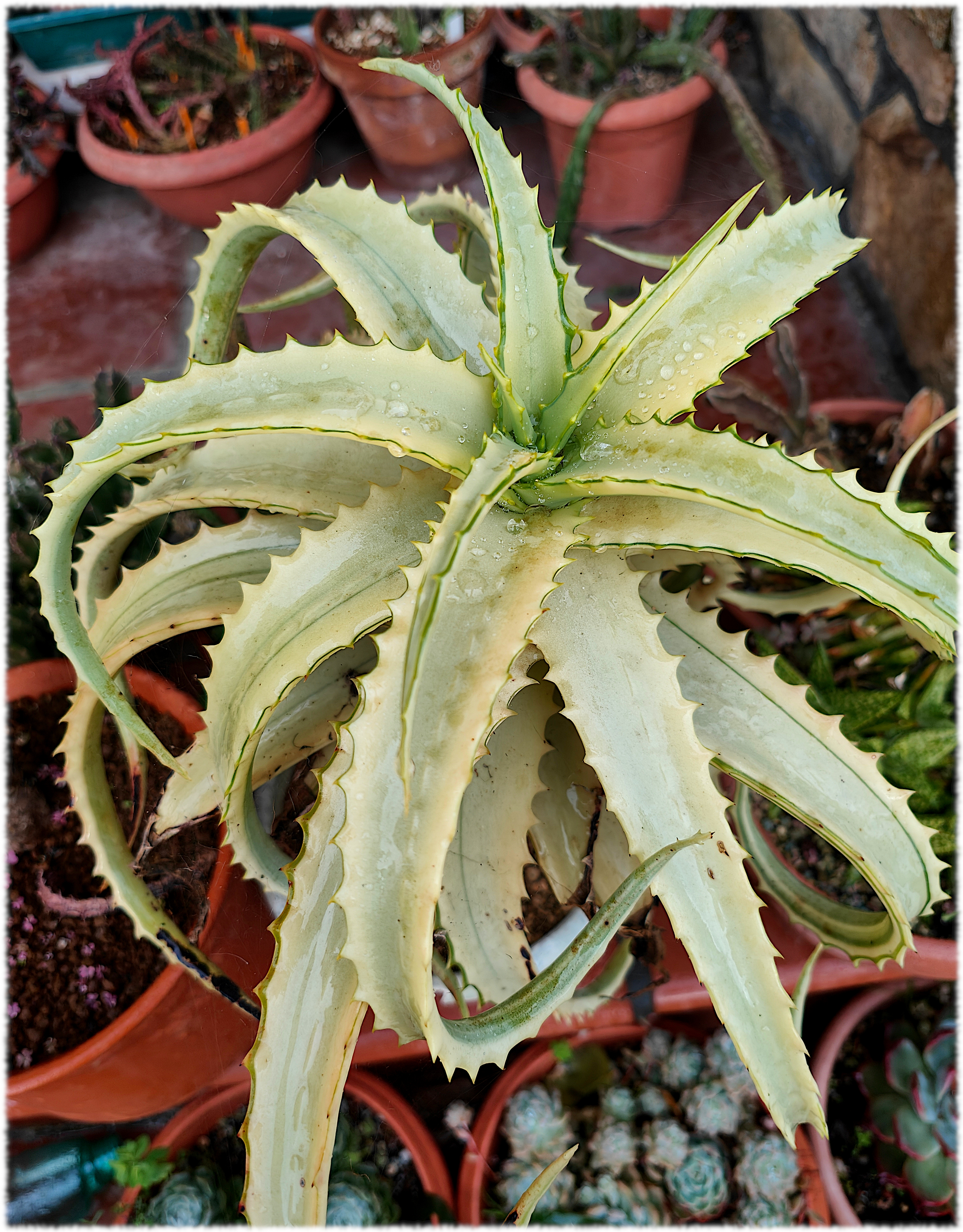 Aloe arborescens