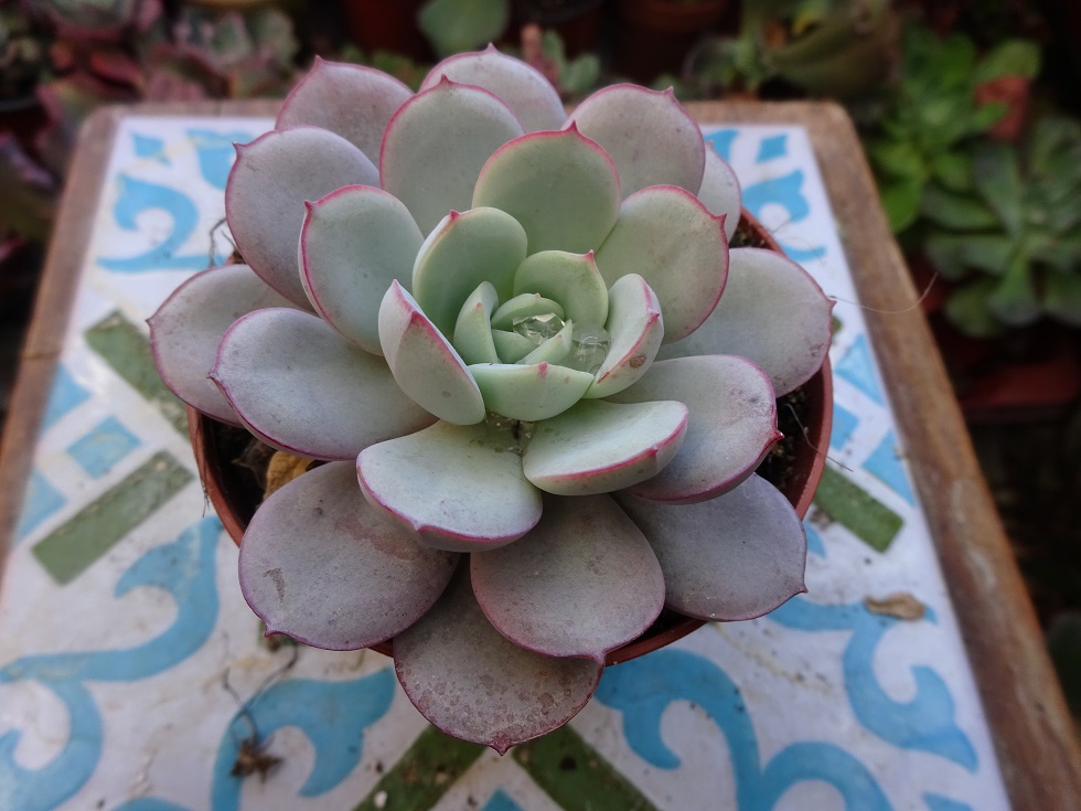 Echeveria subcorymbosa Lau 026.JPG