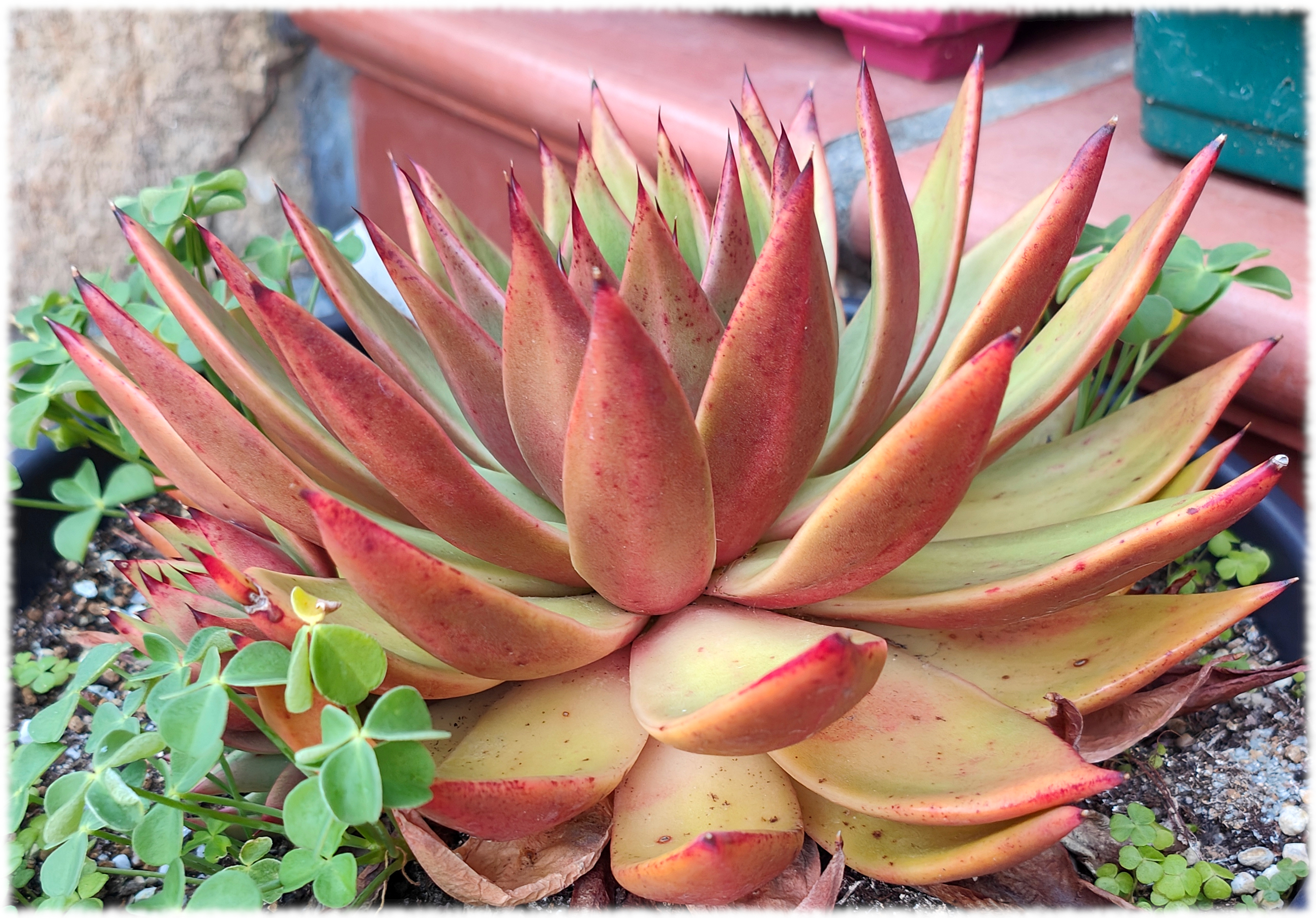 Echeveria agavoides Morgain