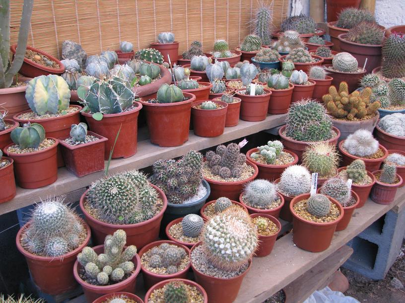 Imagen 0044.JPG