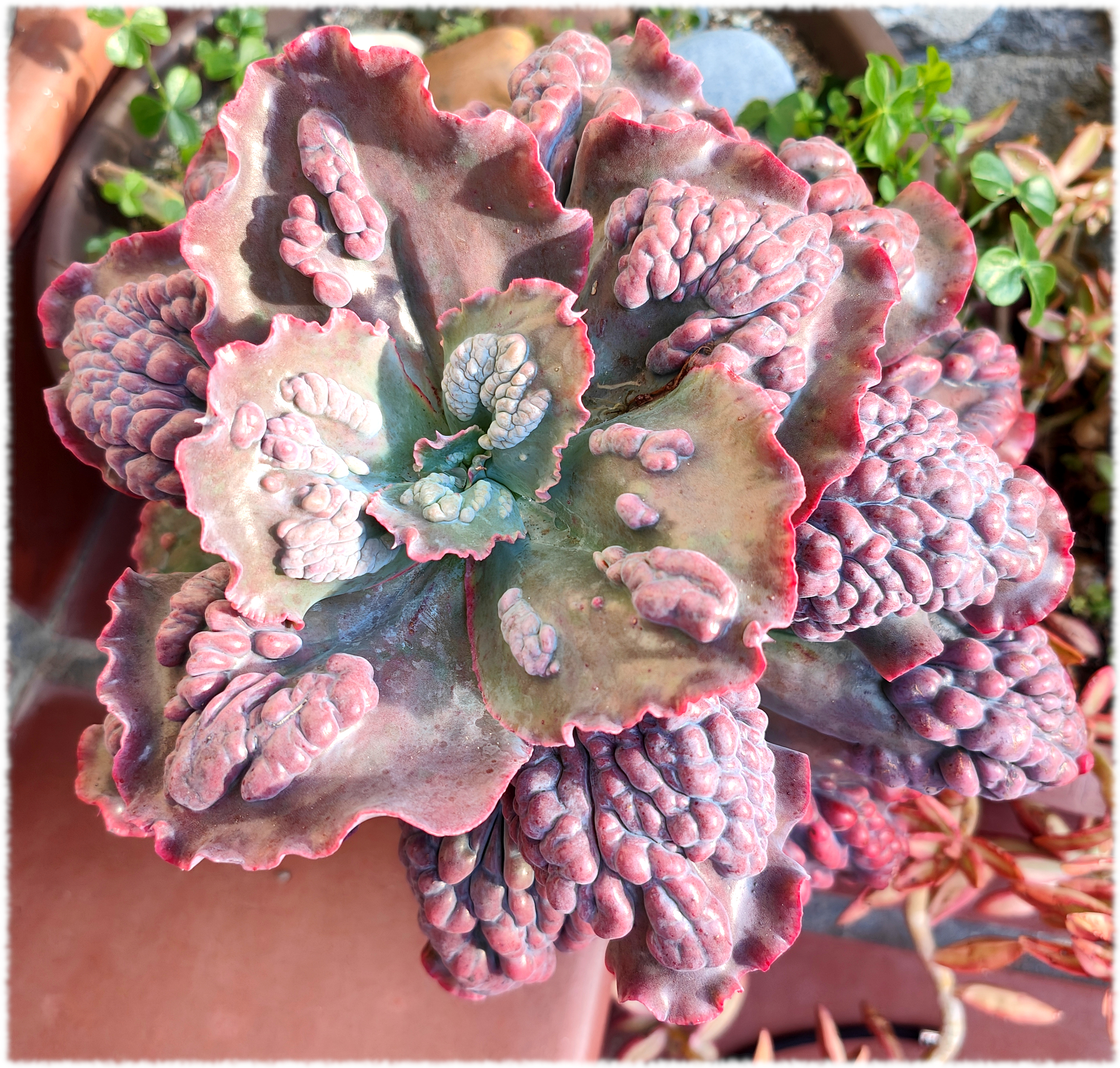 Echeveria Etna