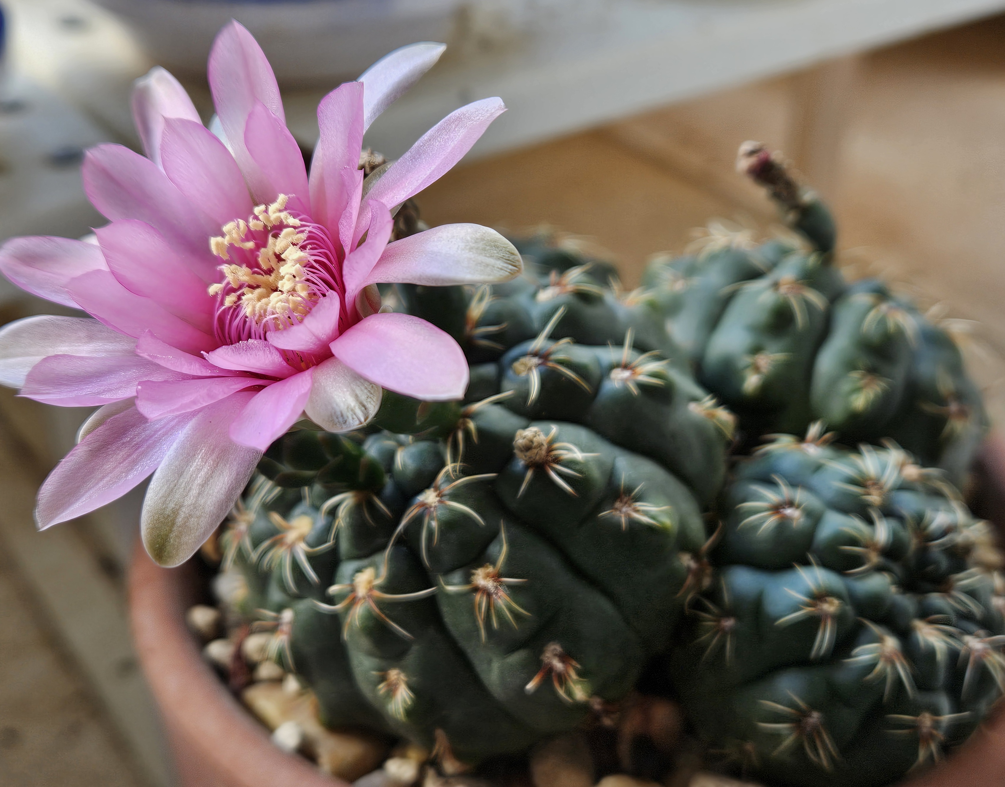 Gymnocalycium baldianum