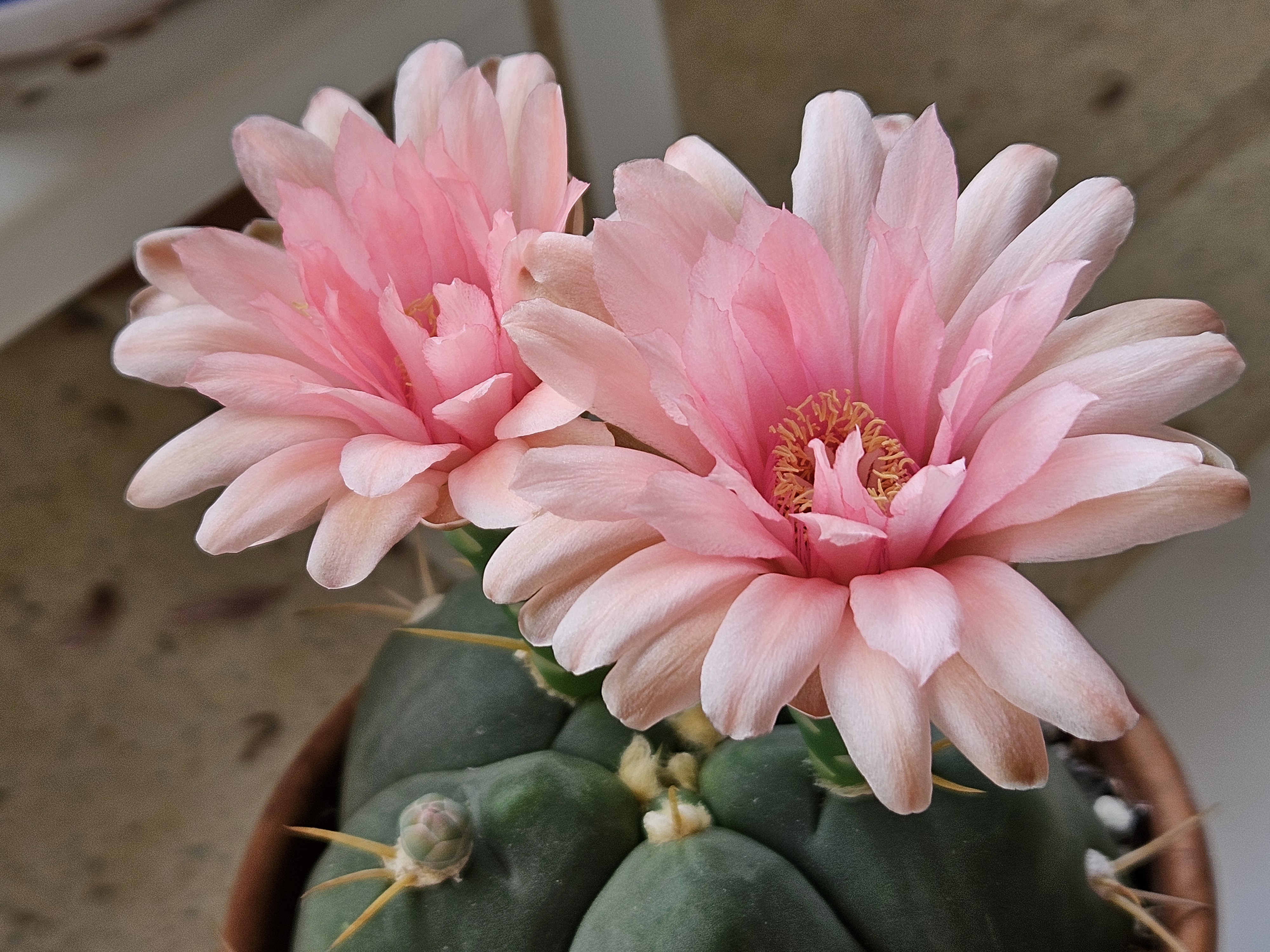 Gymnocalycium horstii