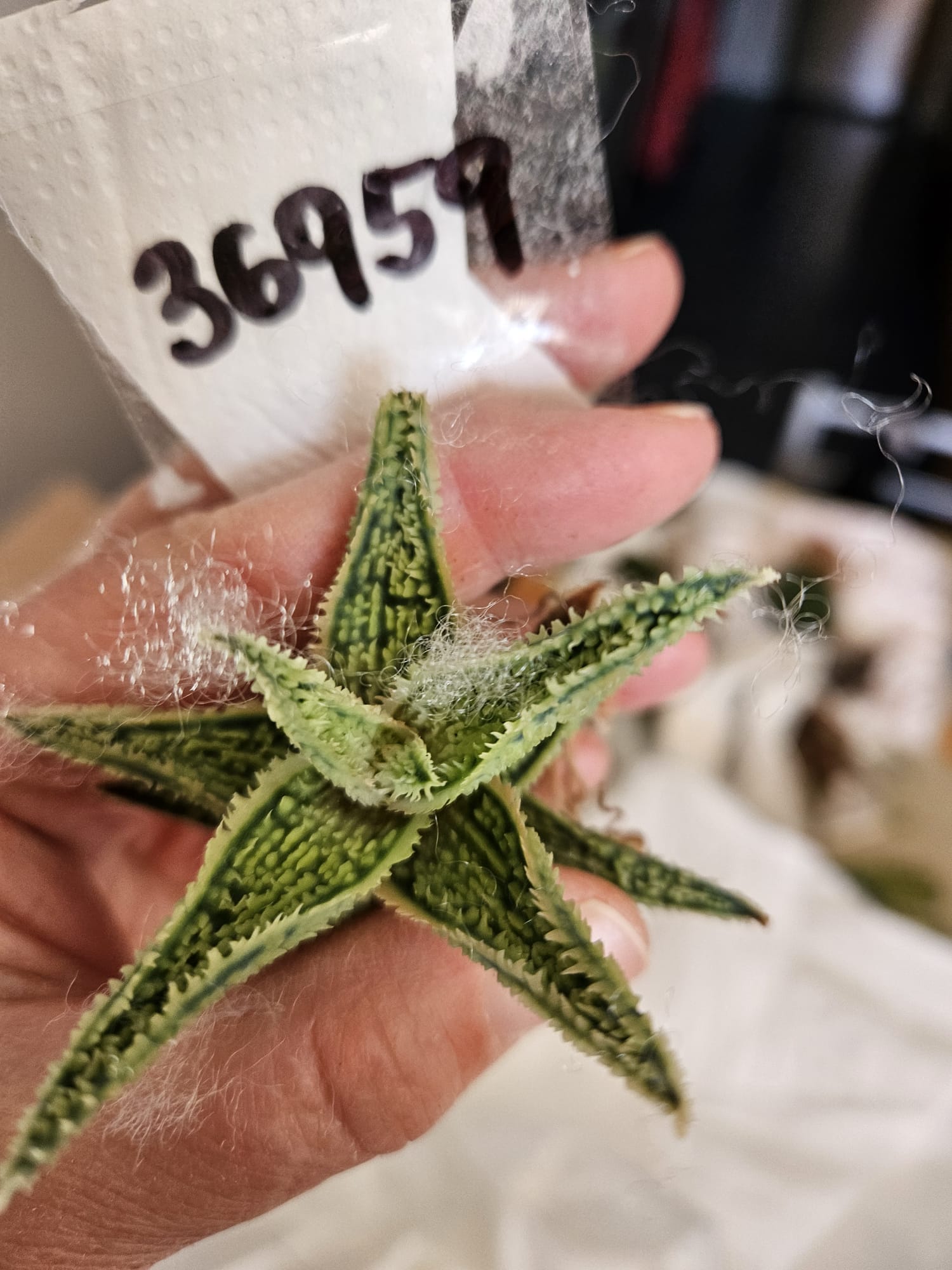 WhatsApp Image 2024-12-23 at 11.14.54.jpeg