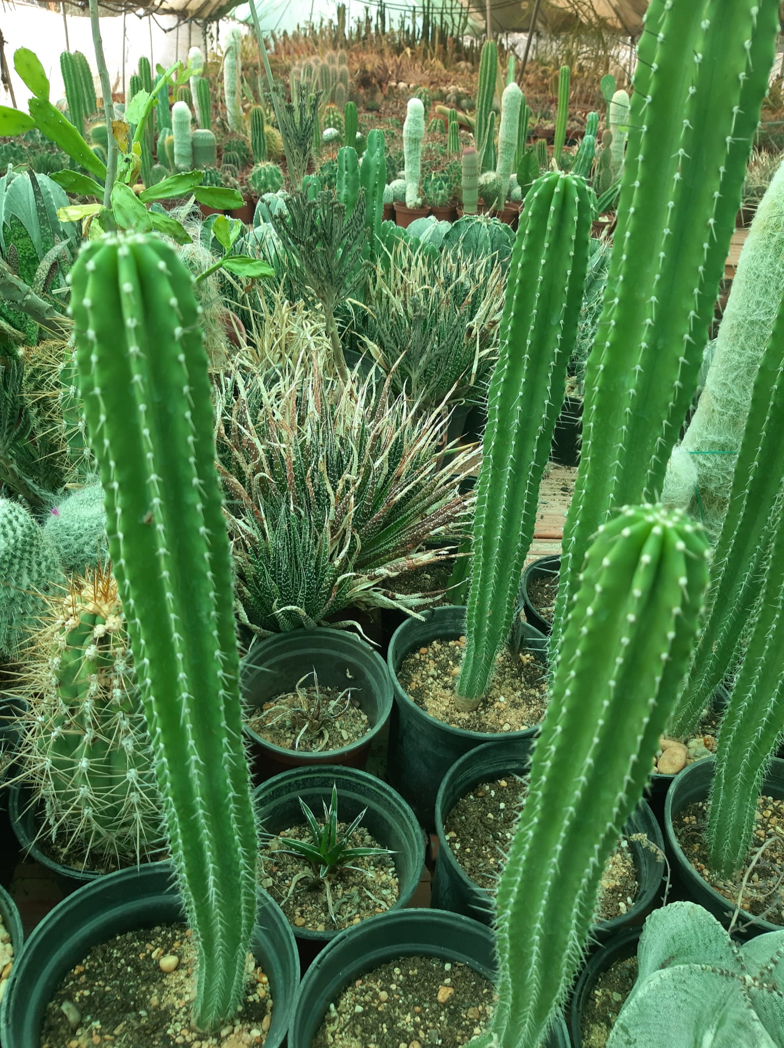 WhatsApp Image 2025-01-11 at 8.15.03 PM (2).jpeg