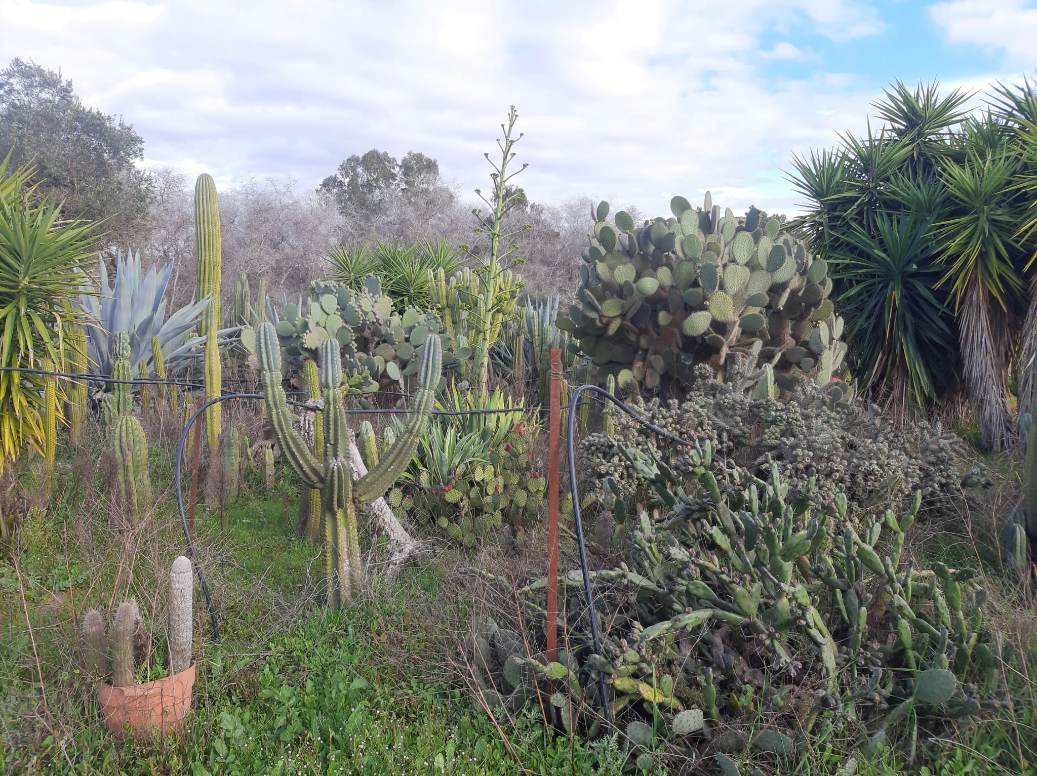 WhatsApp Image 2025-01-11 at 8.15.03 PM (4).jpeg