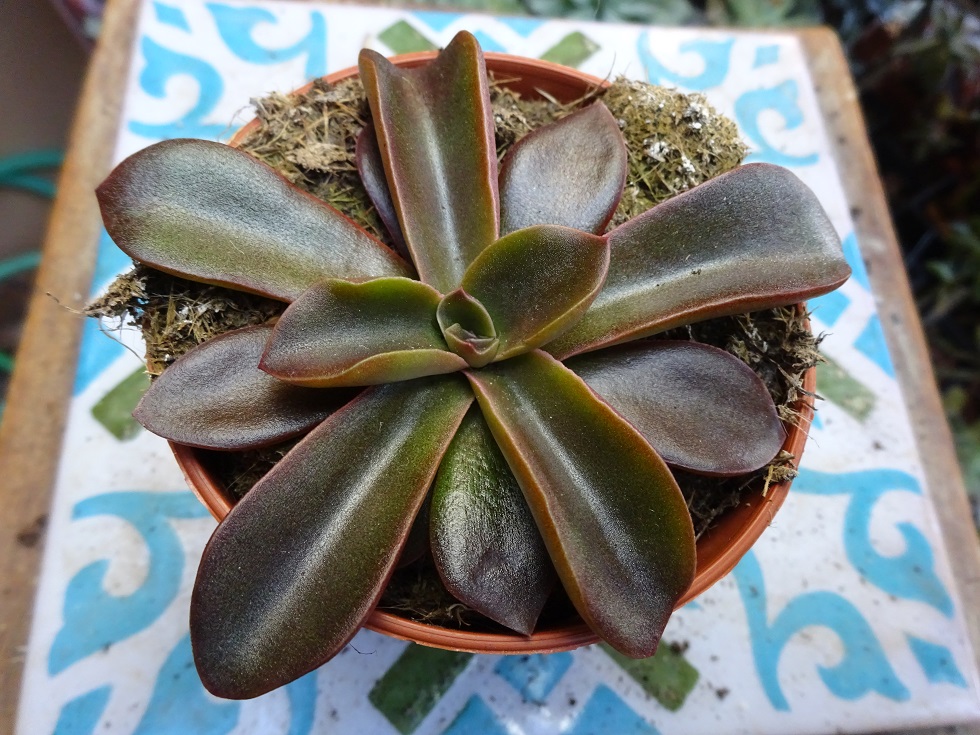 Echeveria racemosa.JPG