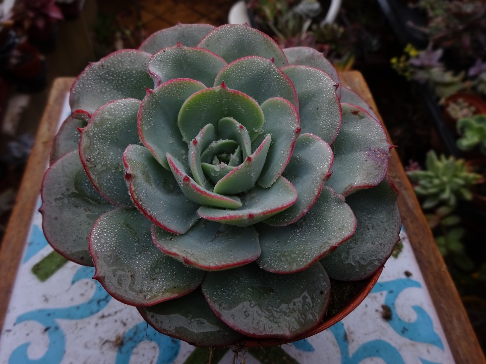 Echeveria Atlantis.JPG