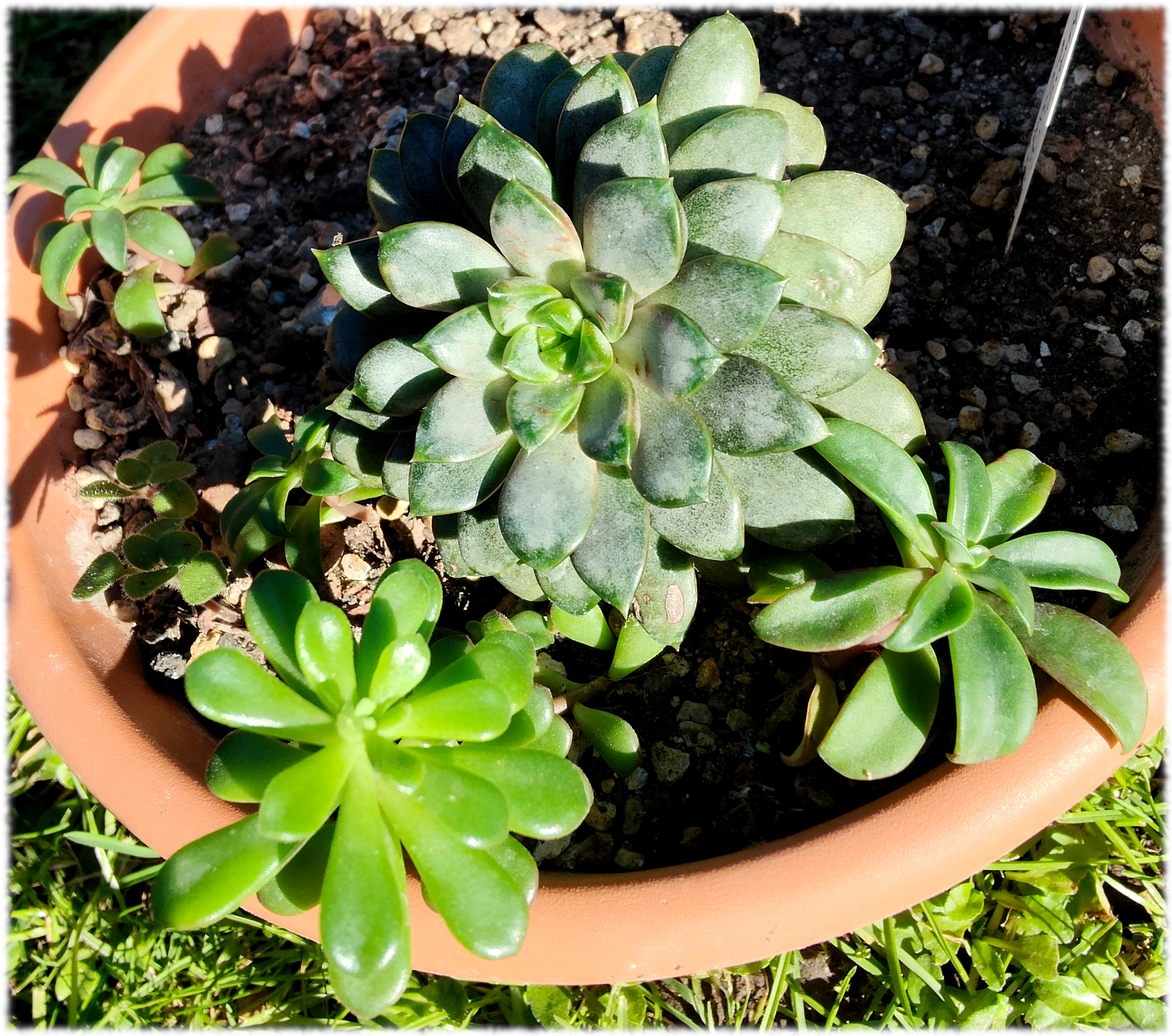 Graptoveria amethorum