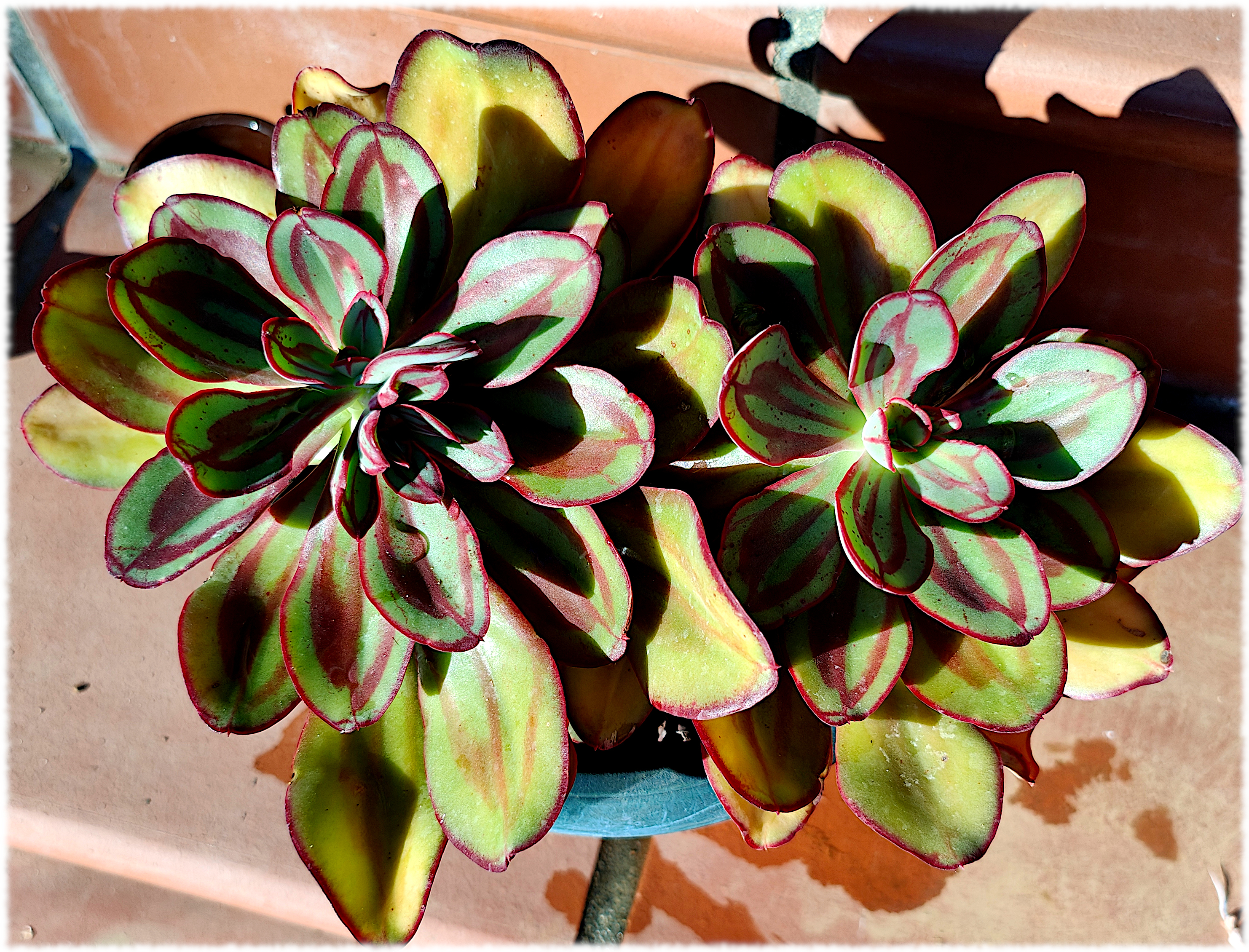 Echeveria nodulosa Pink Beauty