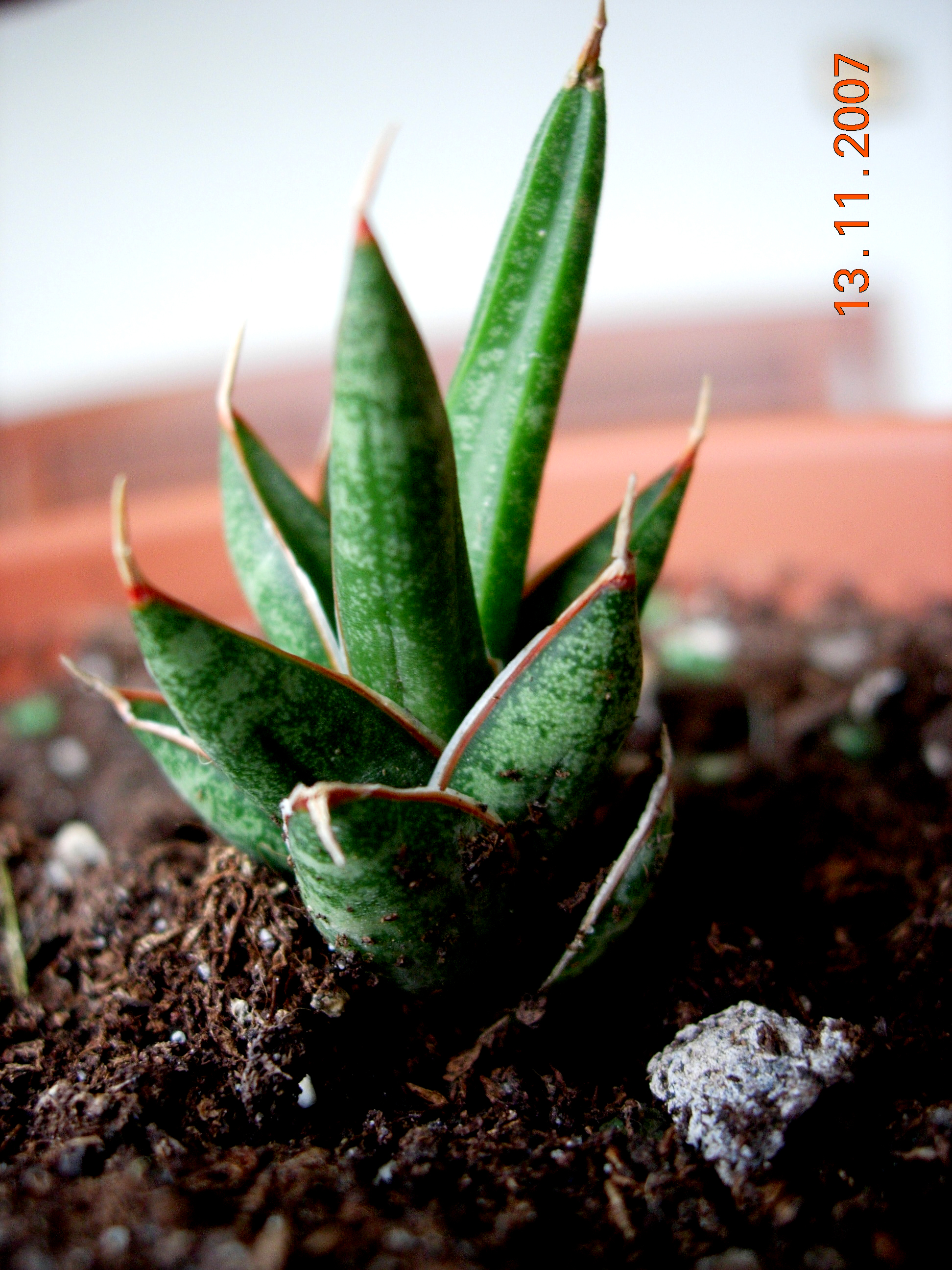 Sansevieria Francisii.jpg