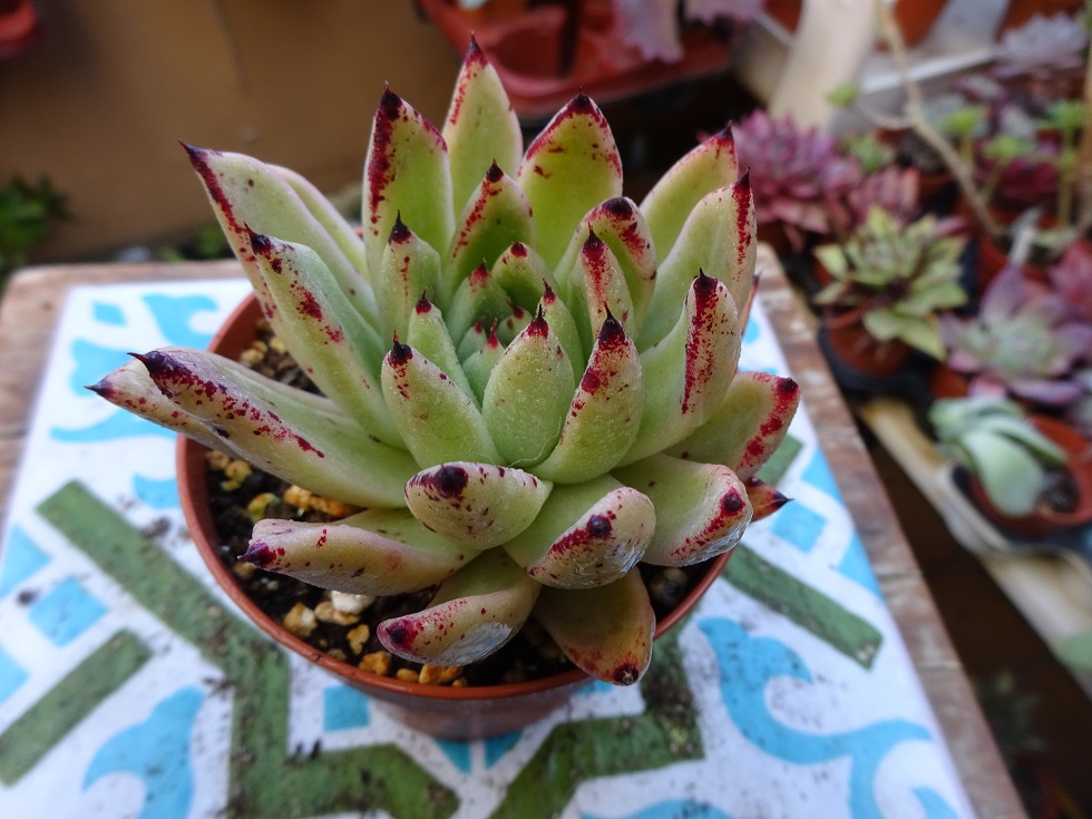 Echeveria agavoides ' Ebony' x cuspidata var zaragozae.JPG